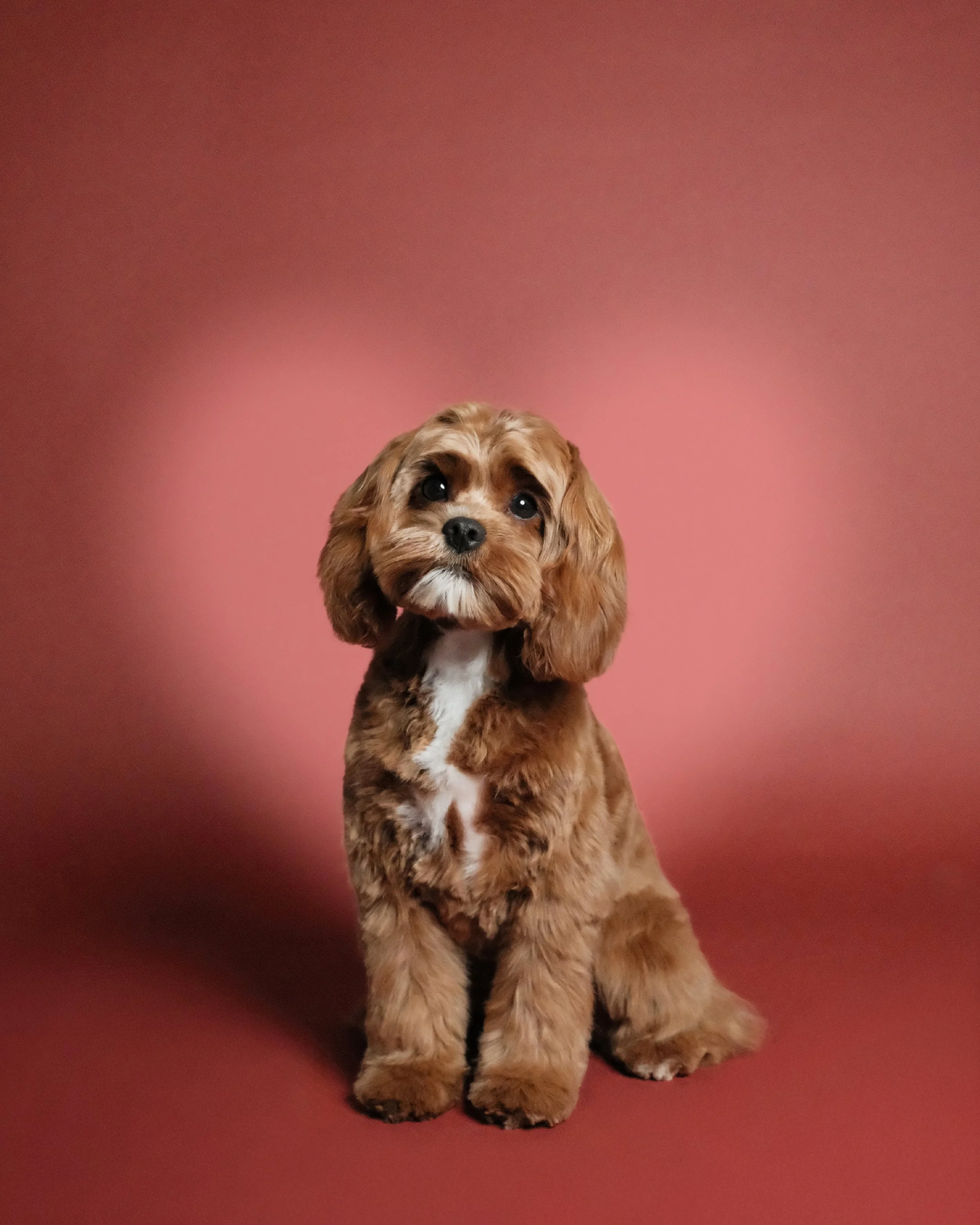 Gracie x Nest Grooming Studio.jpg
