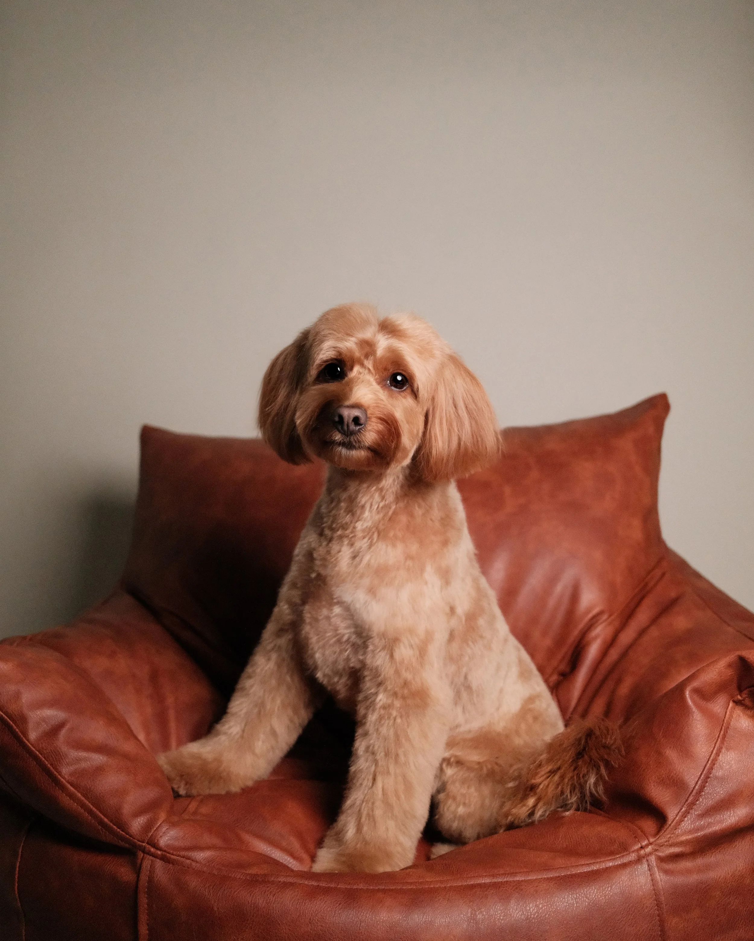 Wasabi x Nest Grooming Studio-1.jpg