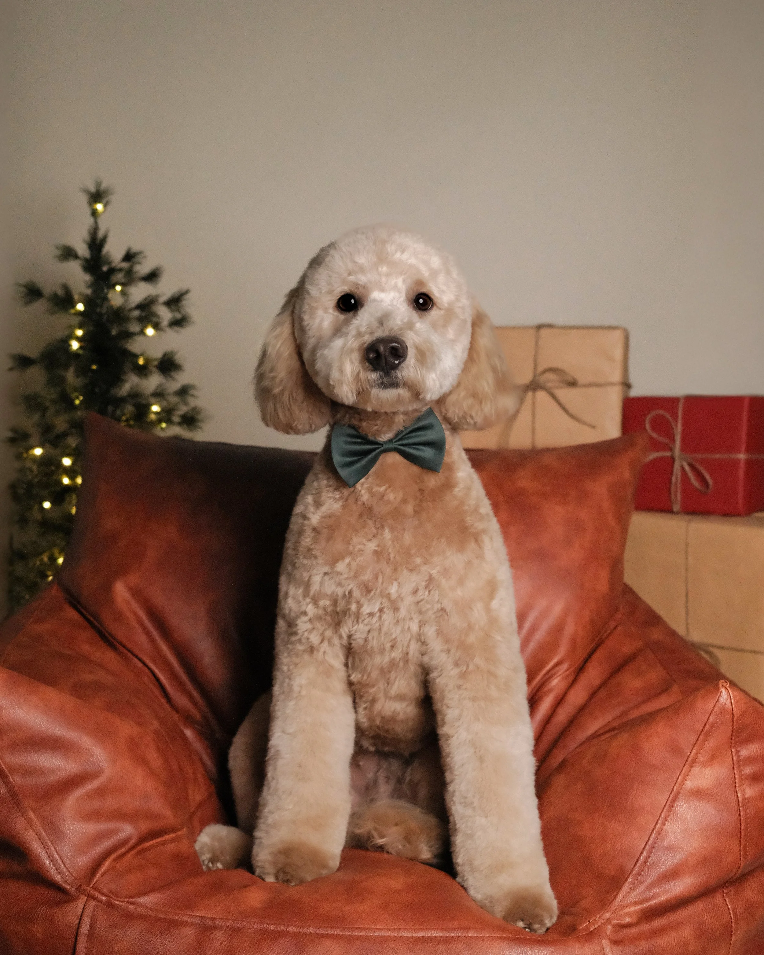 Cooper x Nest Grooming Studio x Holidays.jpg