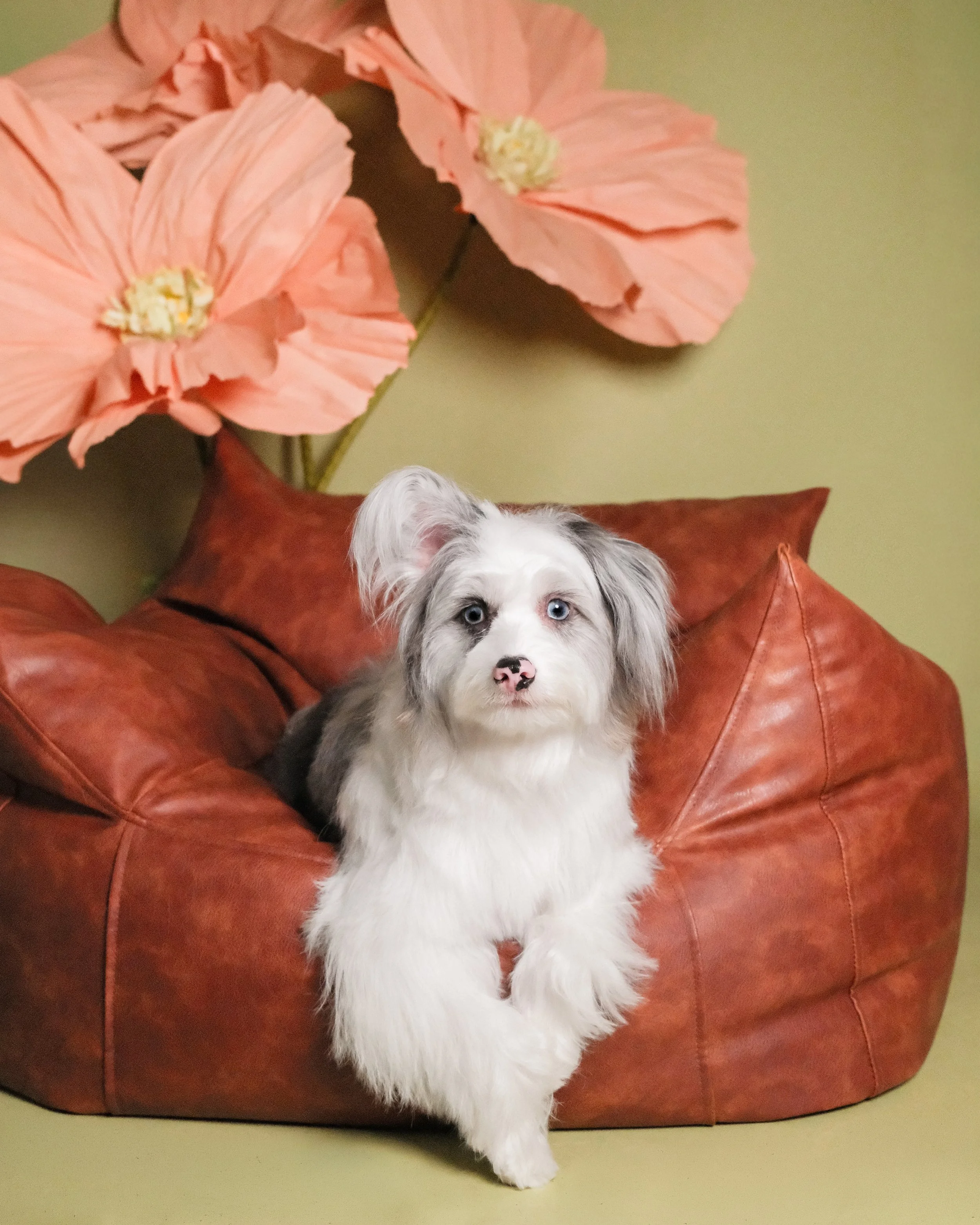 Vesper - Nest Grooming Studio.jpg