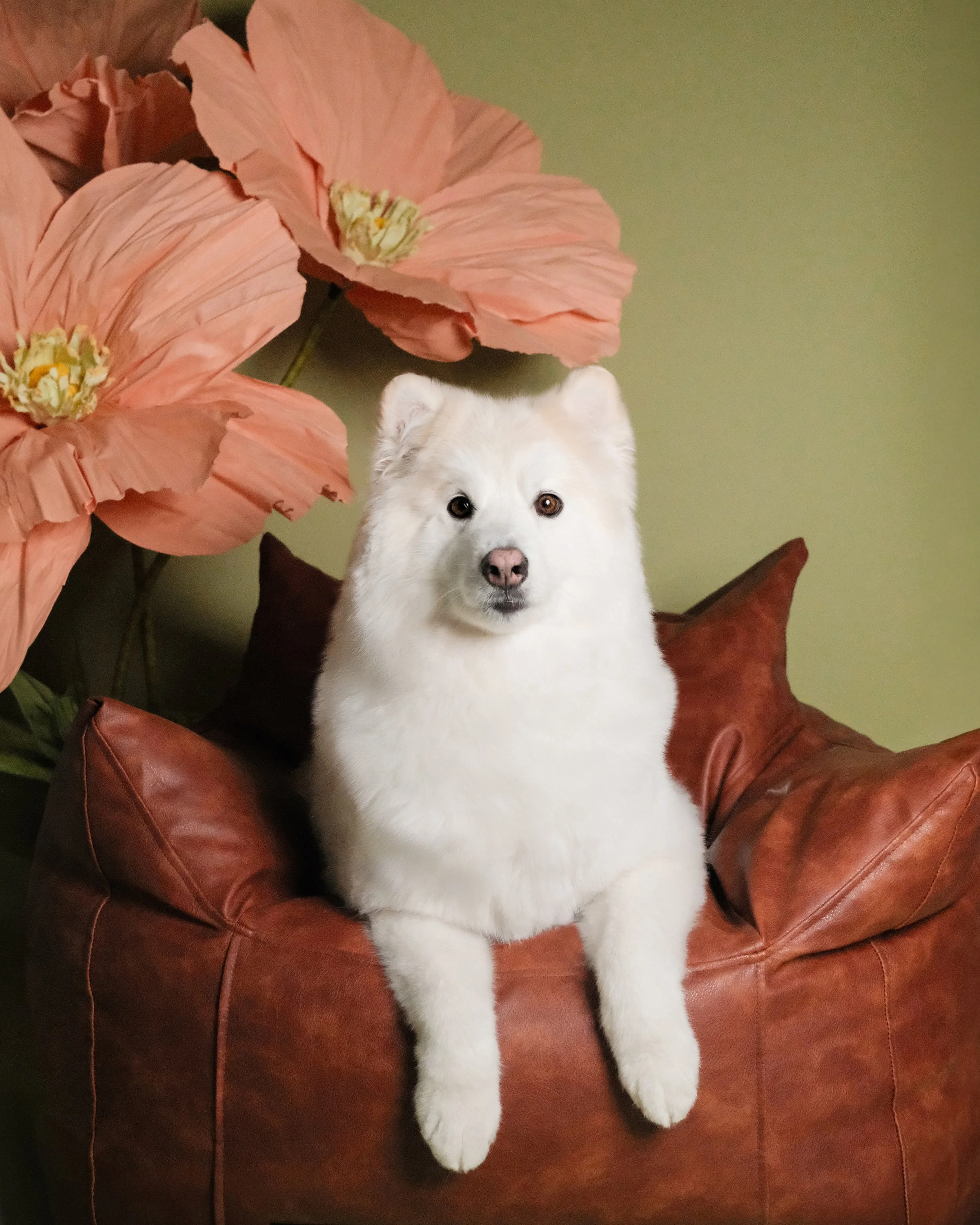 Carlton - Nest Grooming Studio.jpg