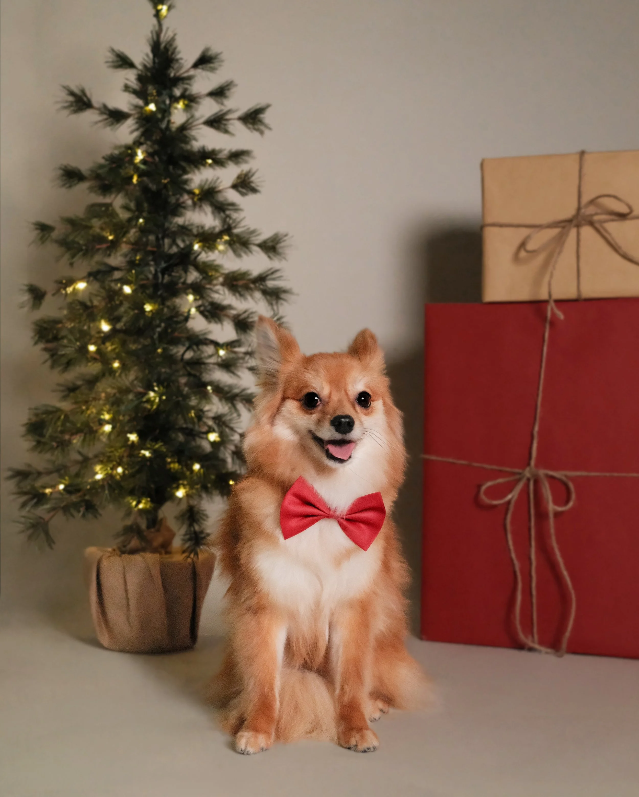 Maple x Nest Grooming Studio x Holidays-1.jpg