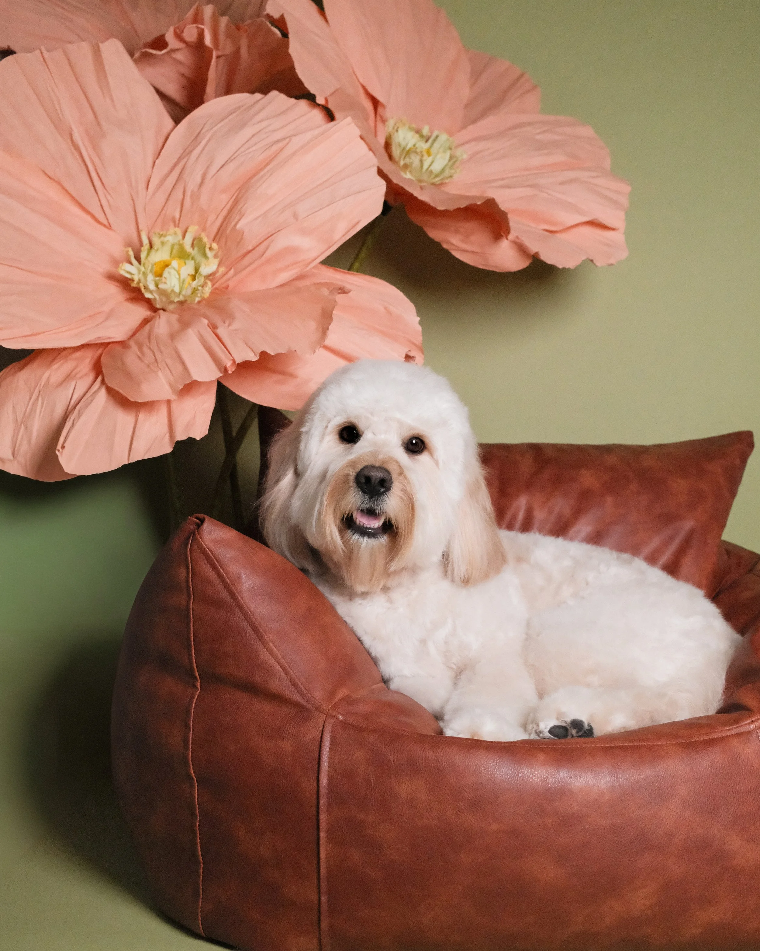 Henry - Nest Grooming Studio.jpg