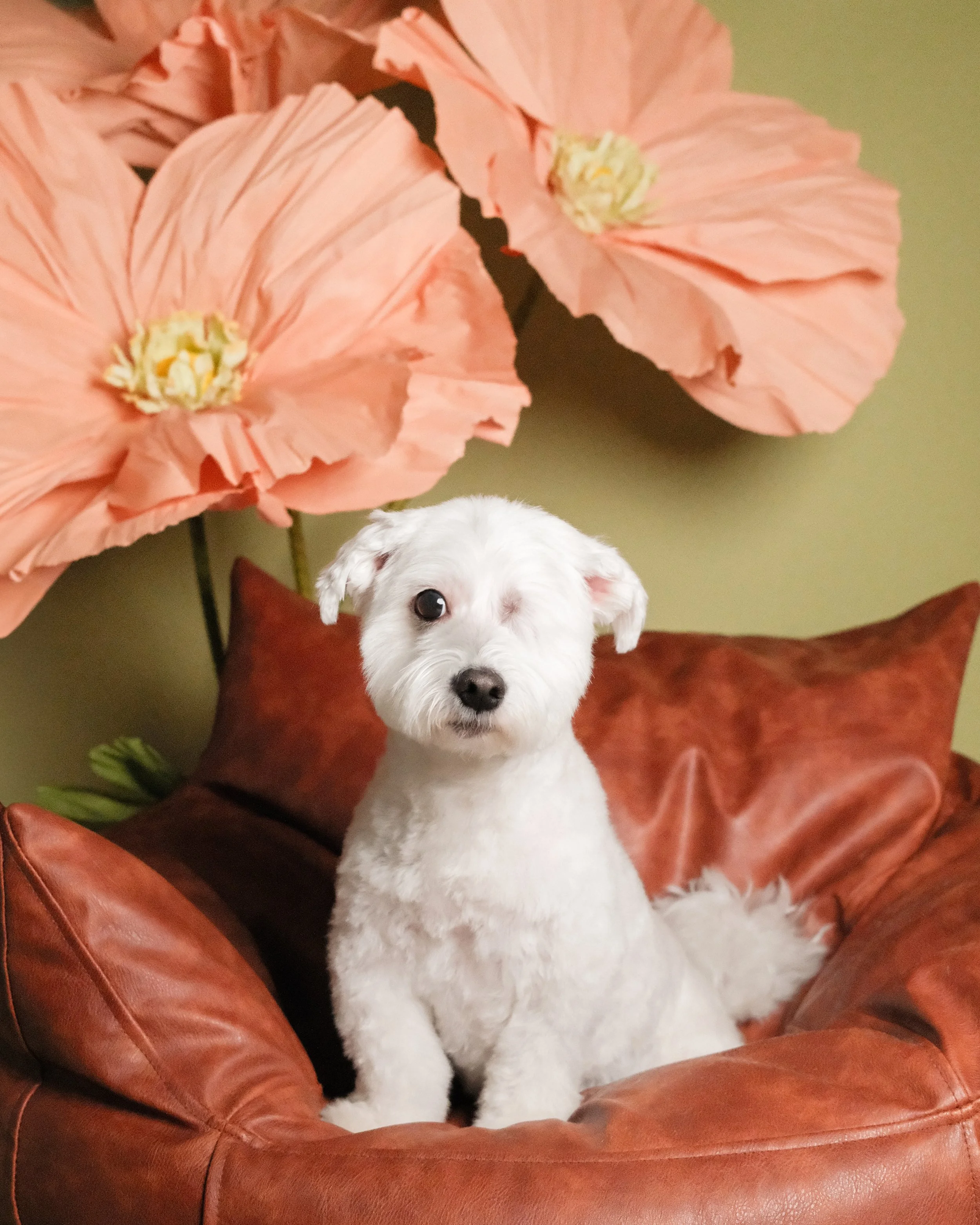Ollie - Nest Grooming Studio.jpg