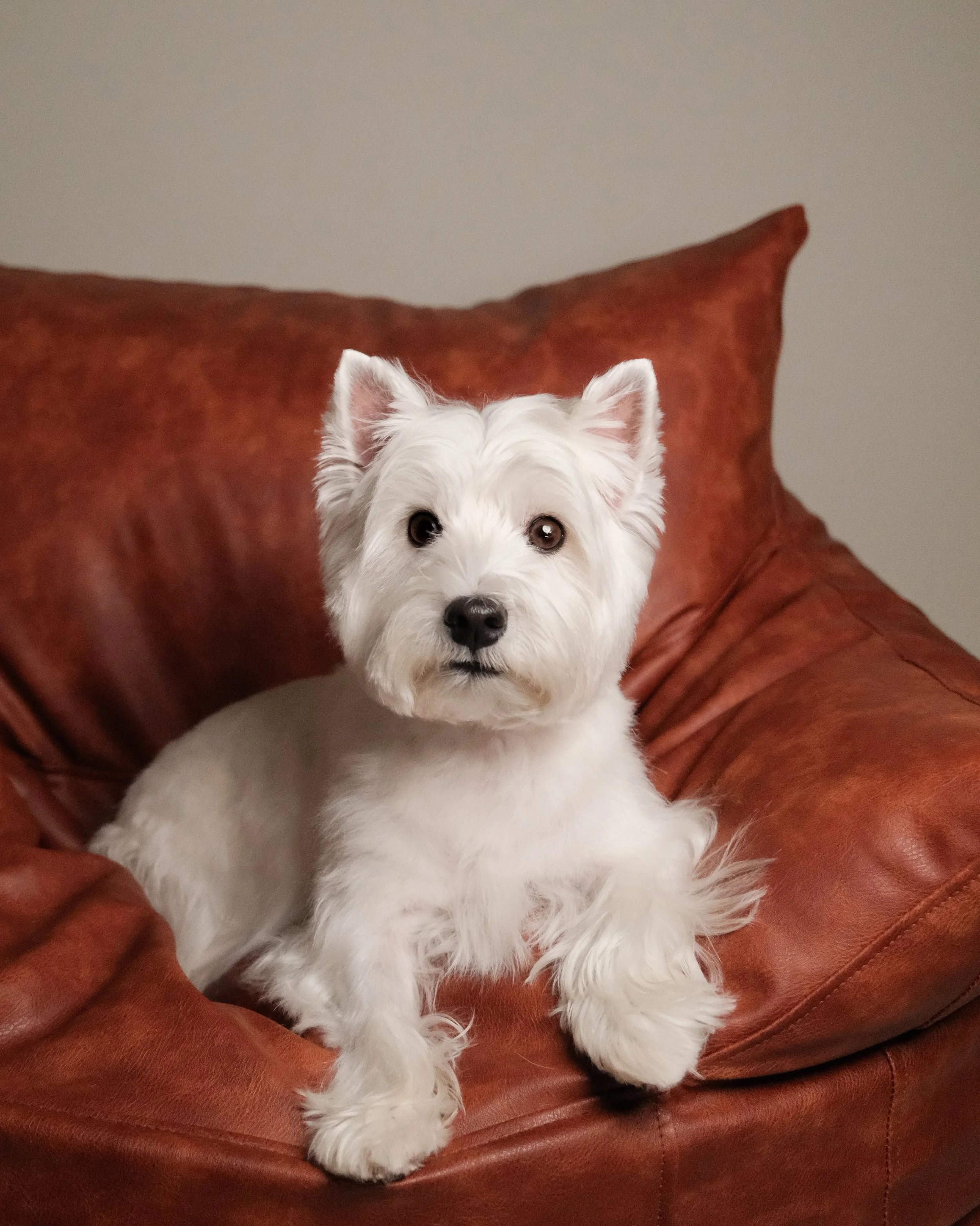 Luna & Leo x Nest Grooming Studio-2.jpg