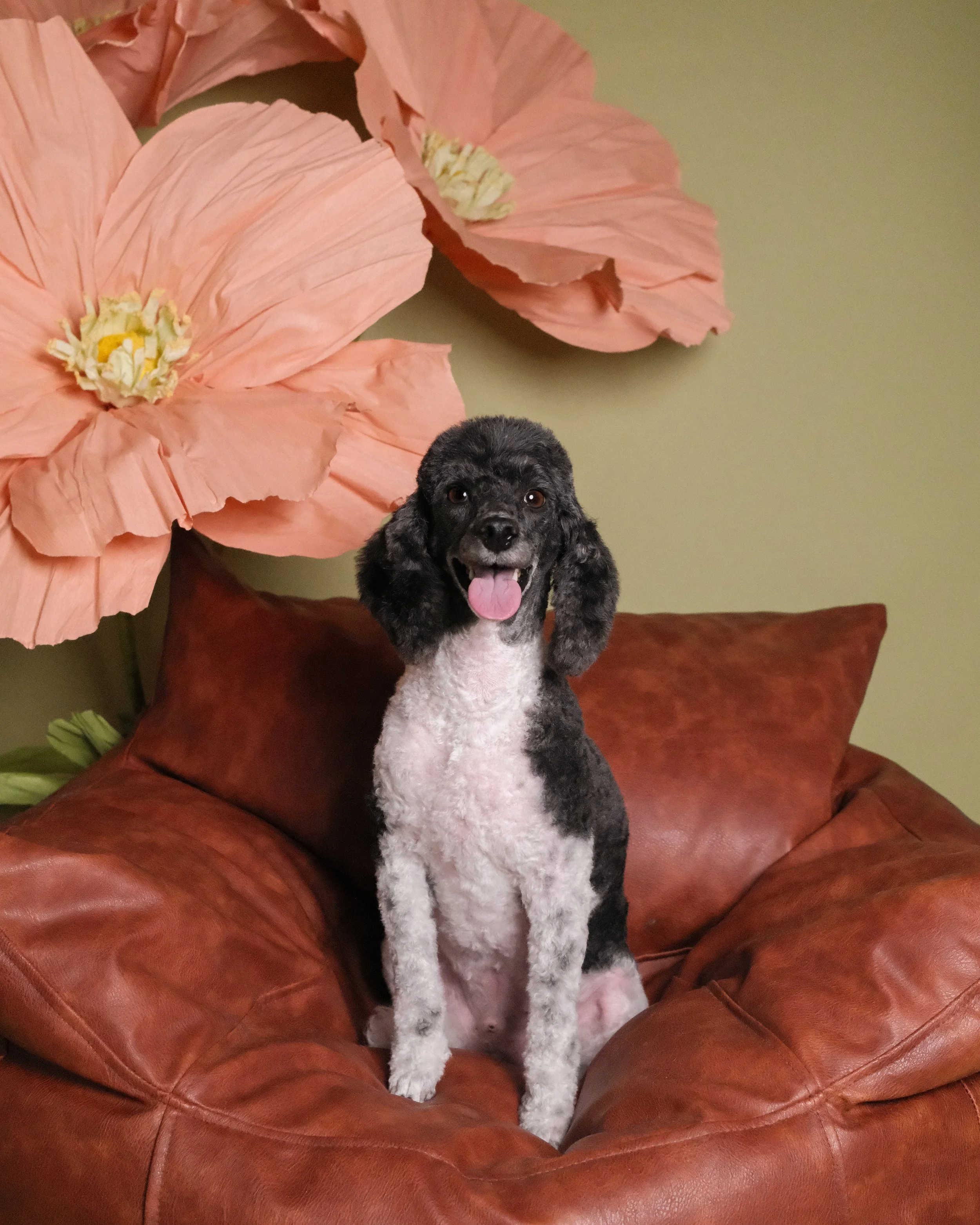 Juju - Nest Grooming Studio.jpg
