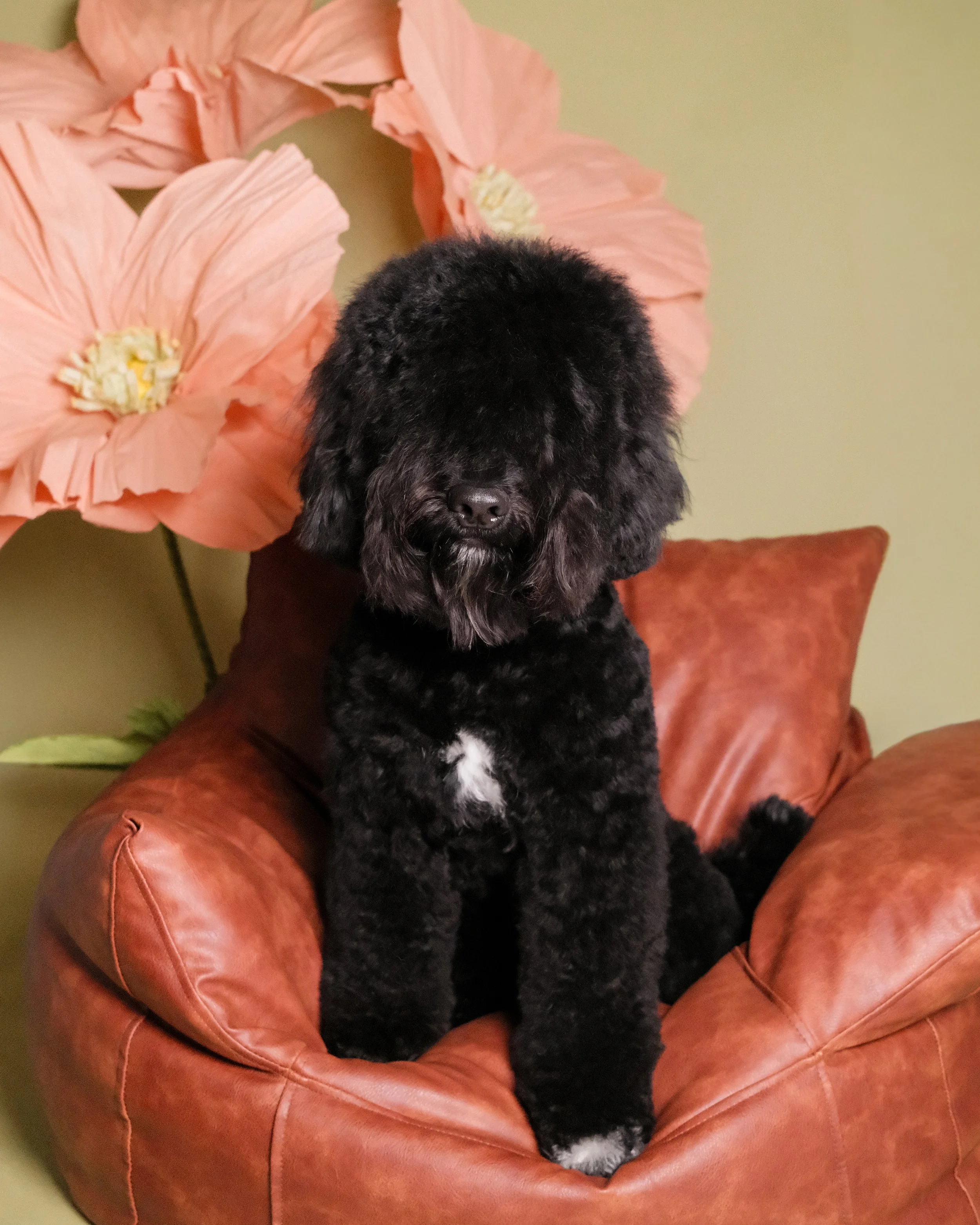 Louis - Nest Grooming Studio-3.jpg
