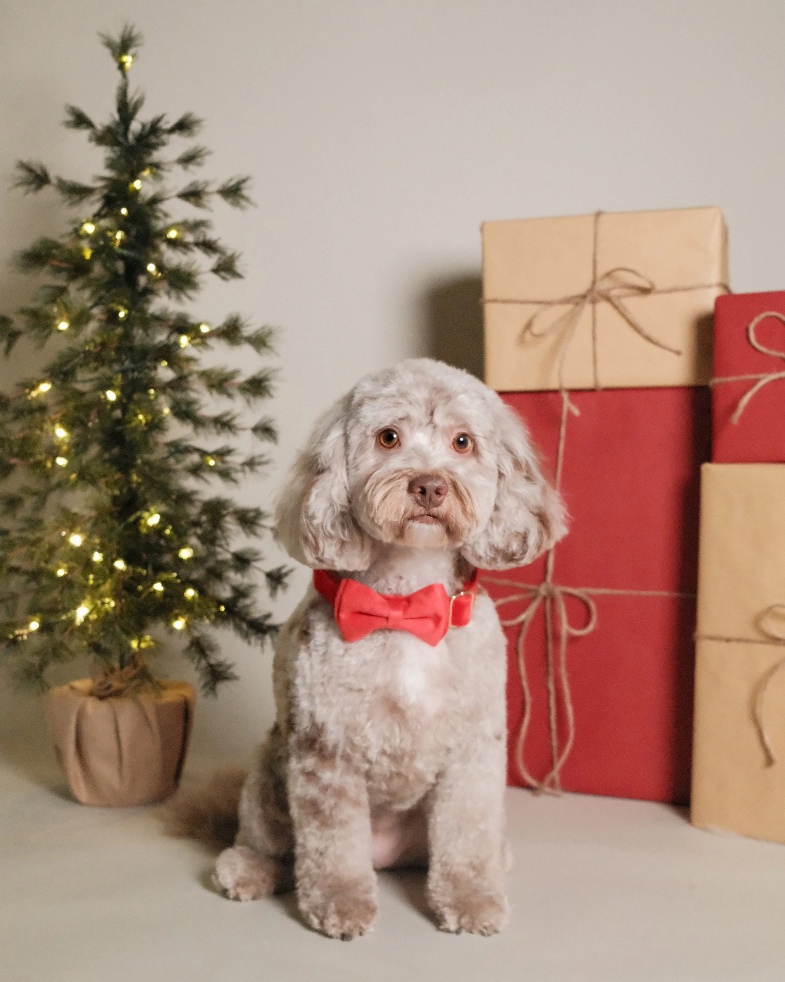 Dolly x Nest Grooming Studio x Holidays-2.jpg