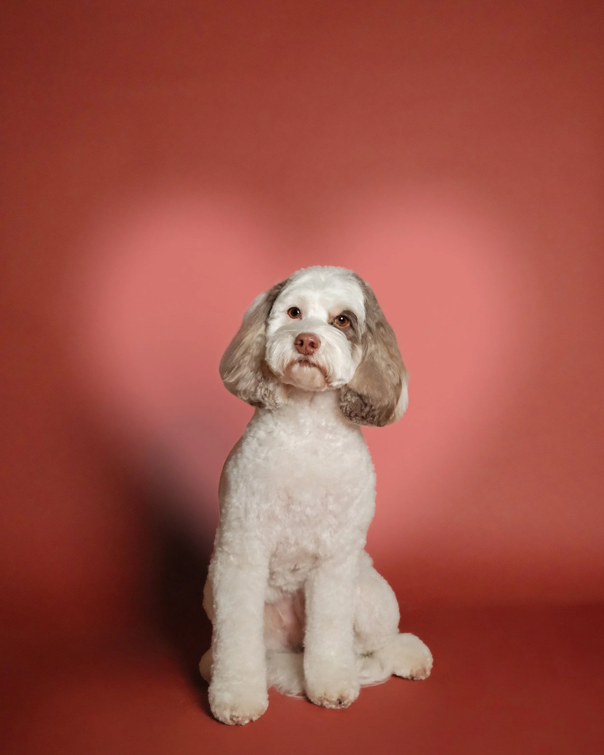 Palmer x Nest Grooming Studio.jpg