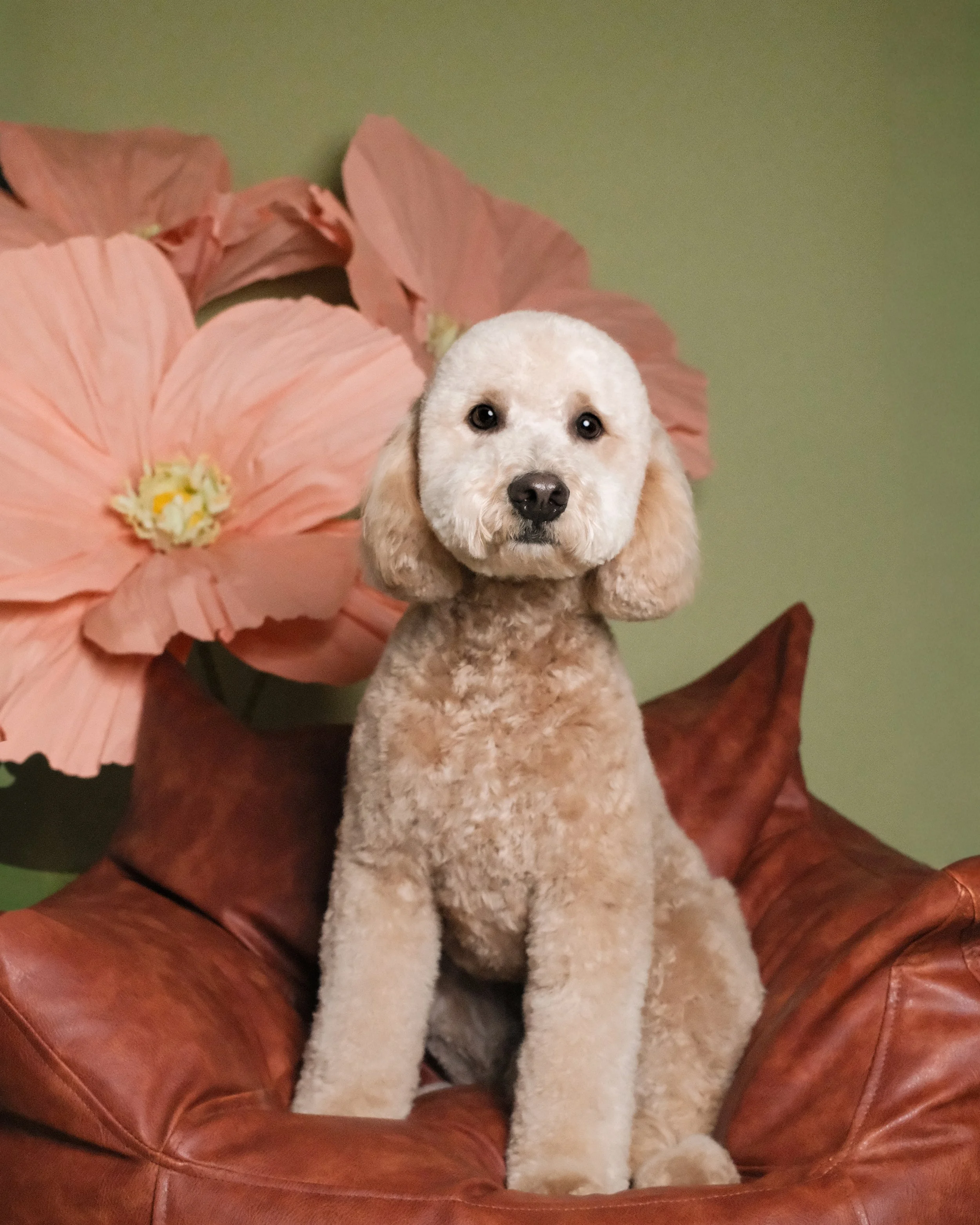 Cooper - Nest Grooming Studio.jpg