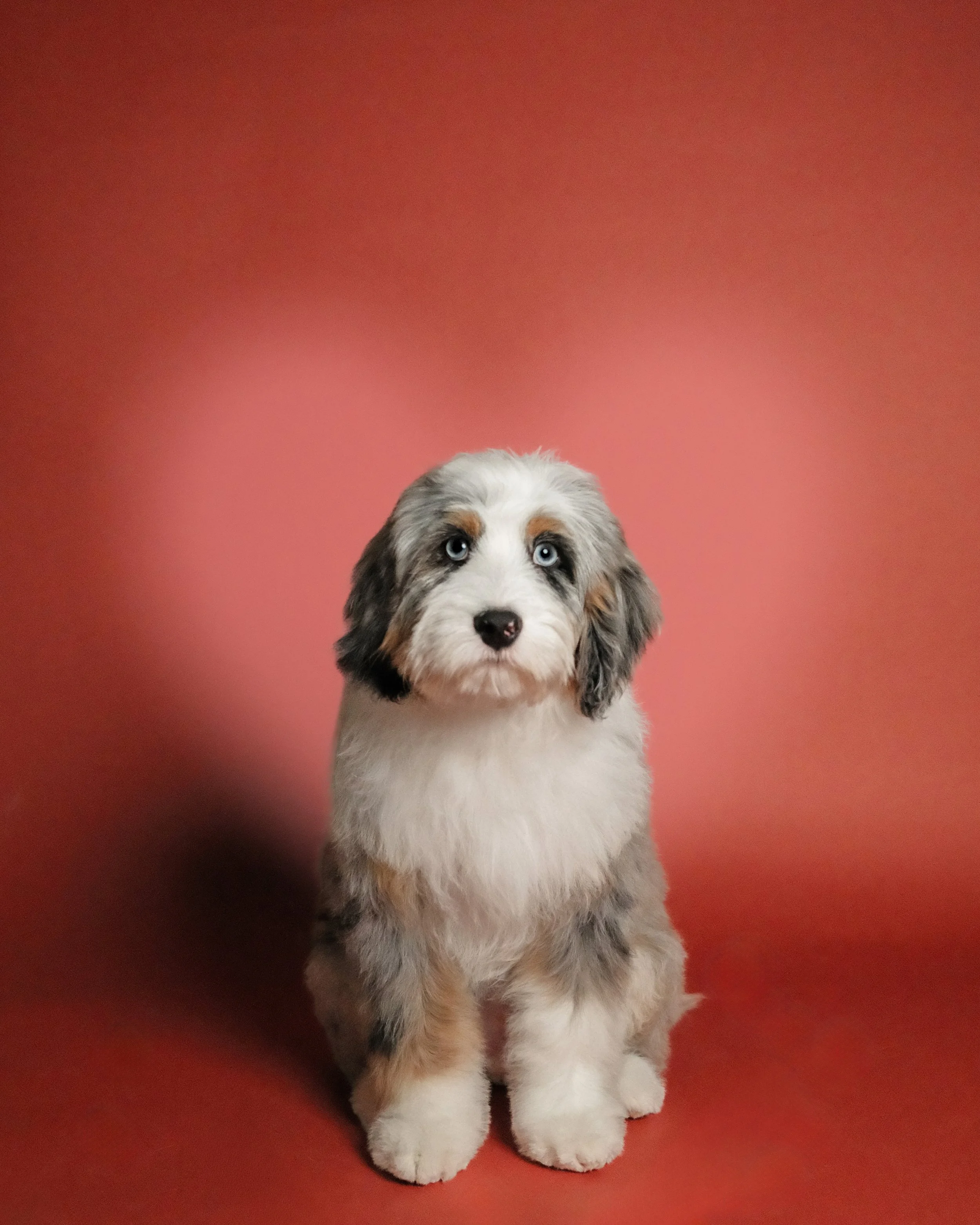 Lenny x Nest Grooming Studio.jpg