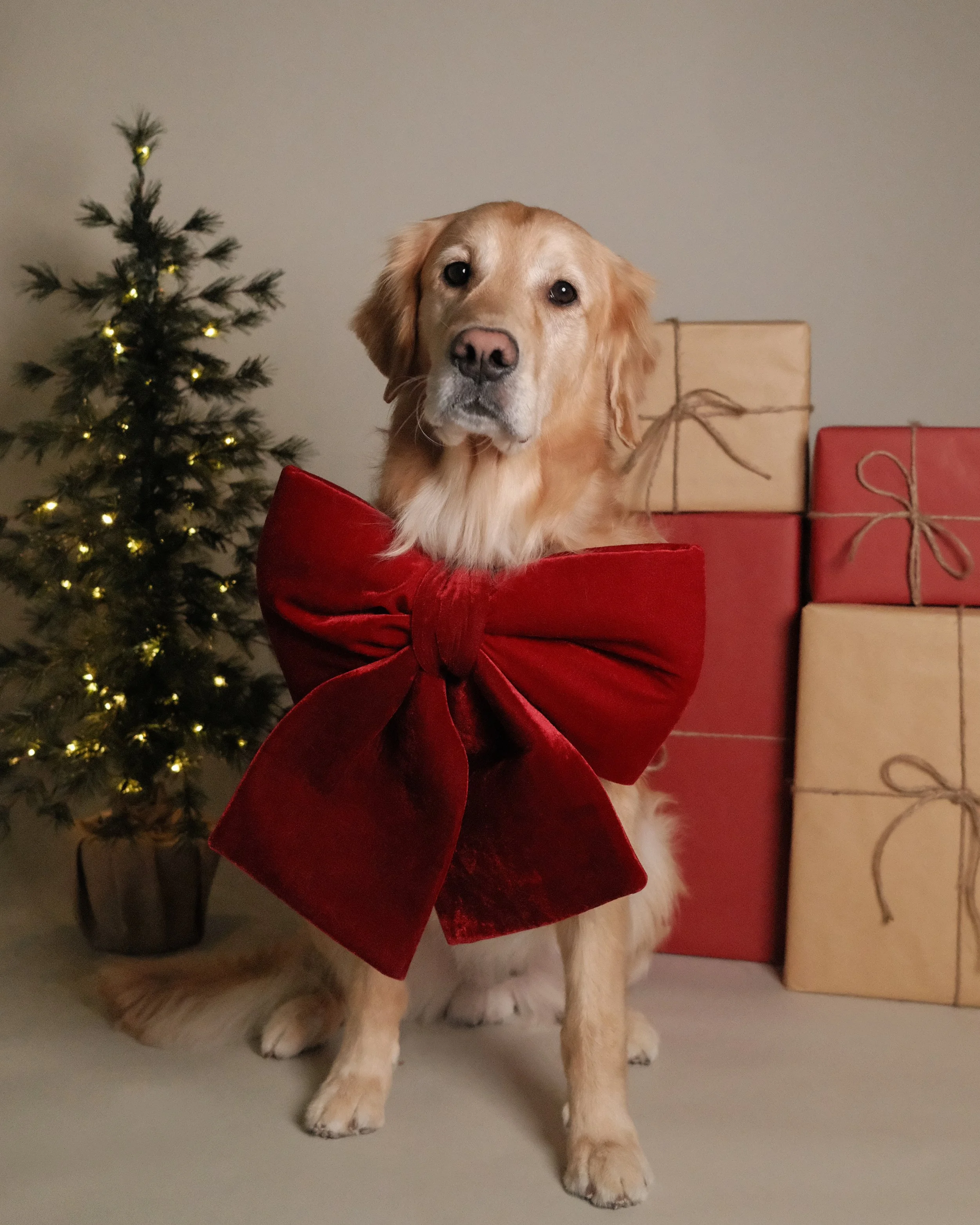 Loki x Nest Grooming Studio x Holidays.jpg