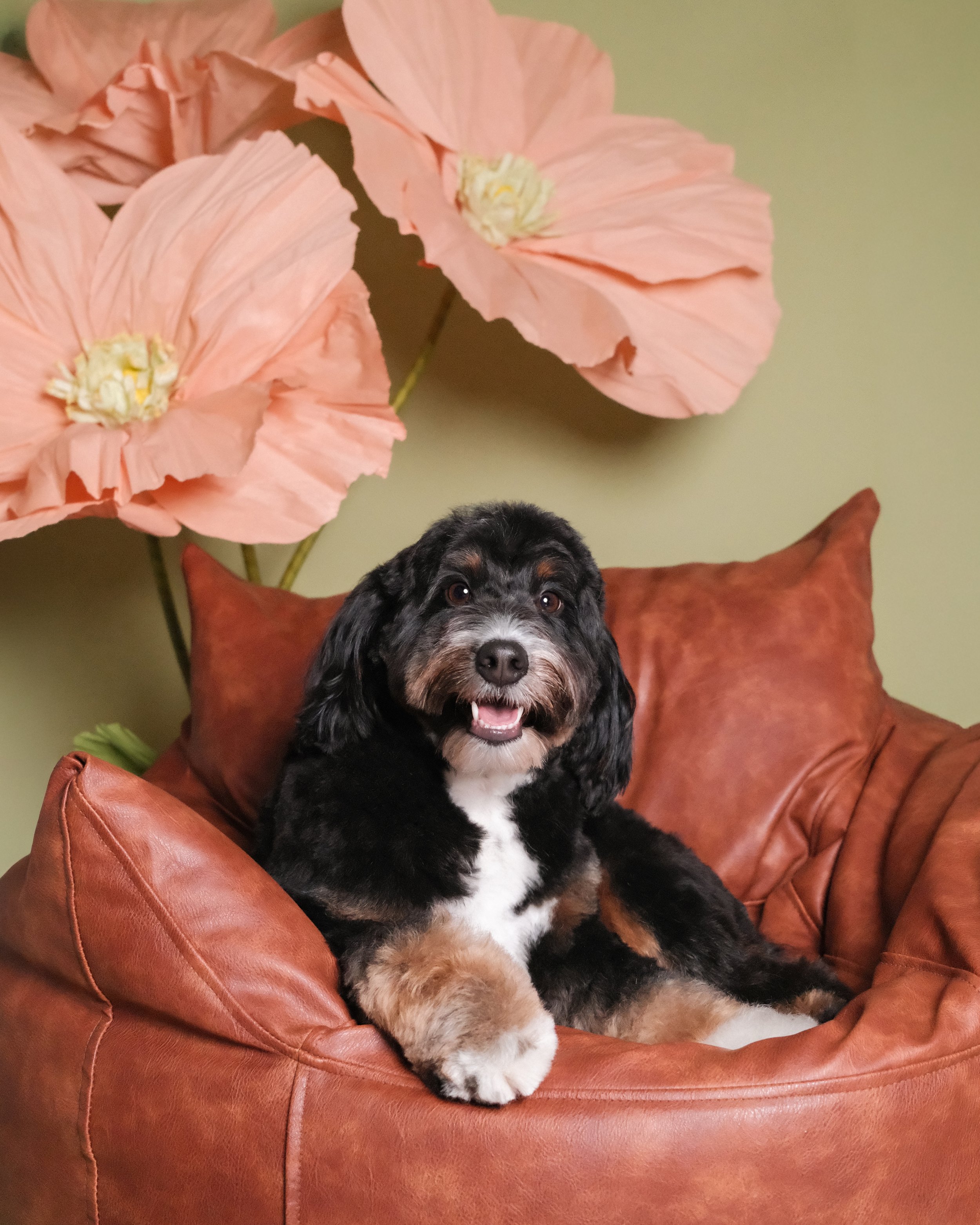 Charley - Nest Grooming Studio.jpg