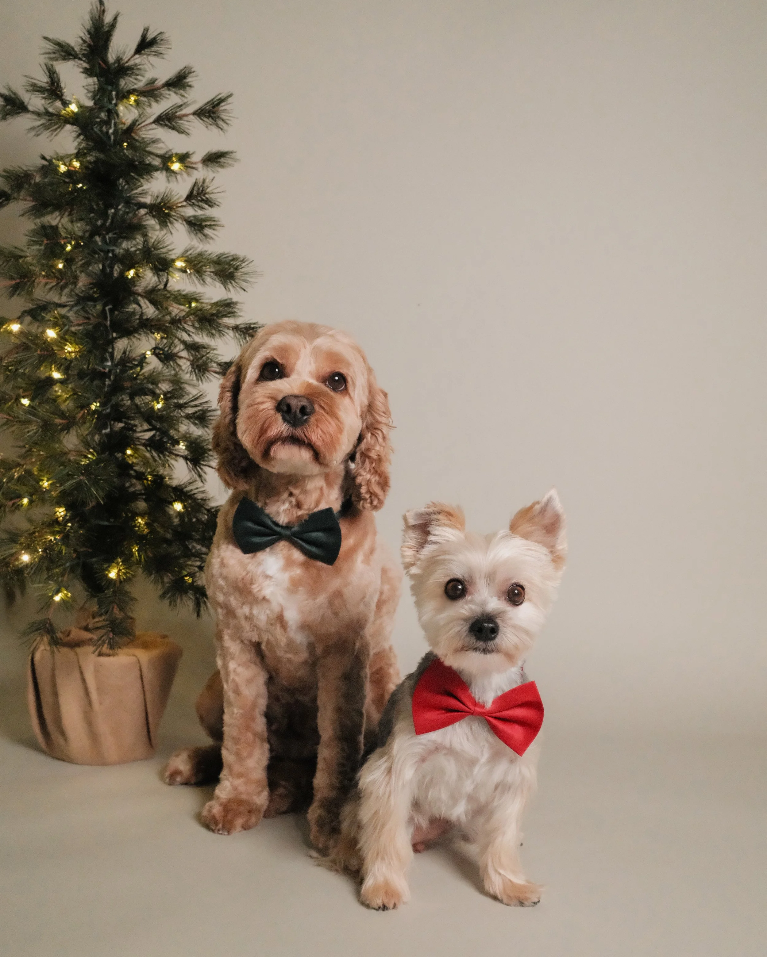 Heidi & Mia  x Nest Grooming Studio x Holidays.jpg