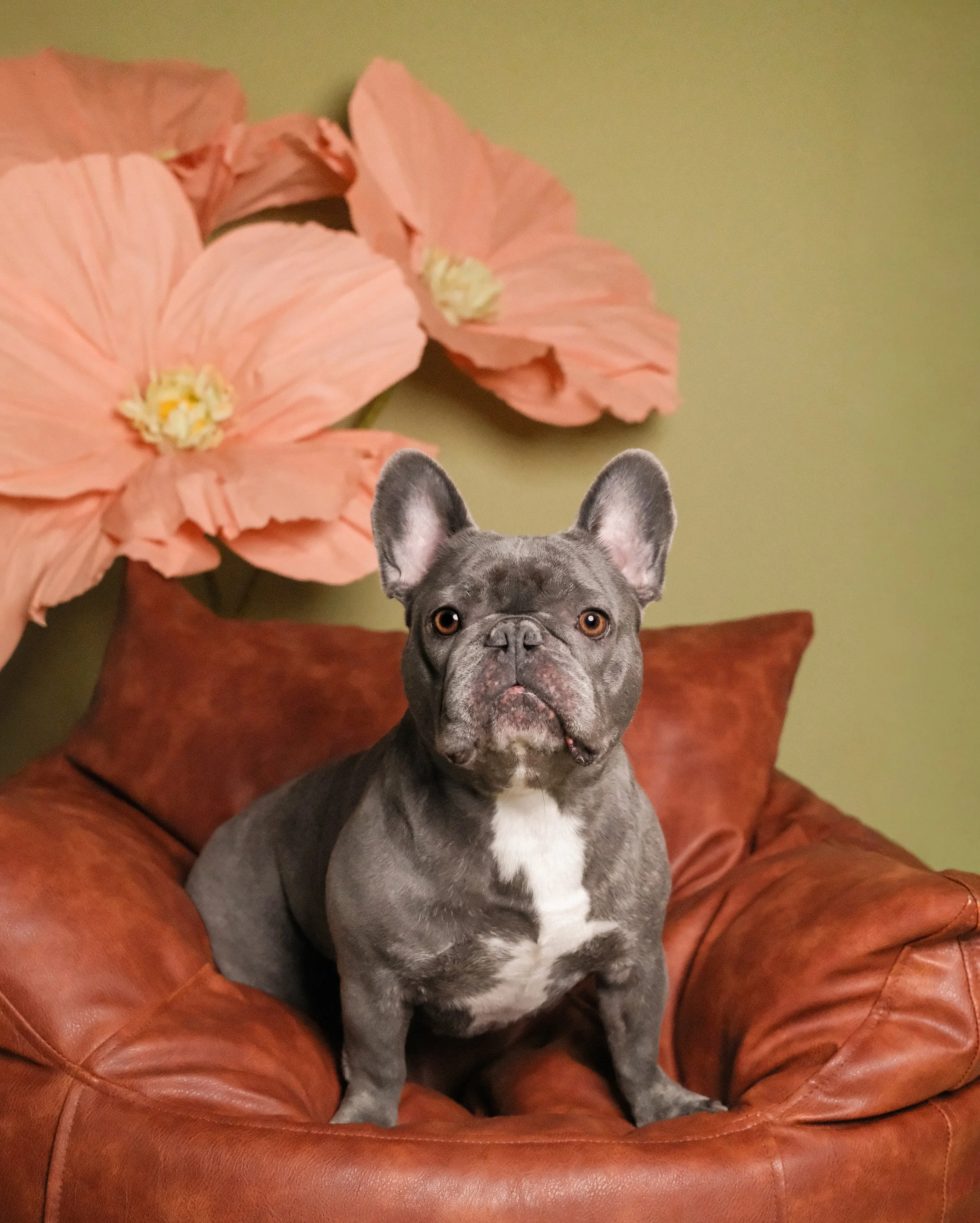 Hulk - Nest Grooming Studio.jpg