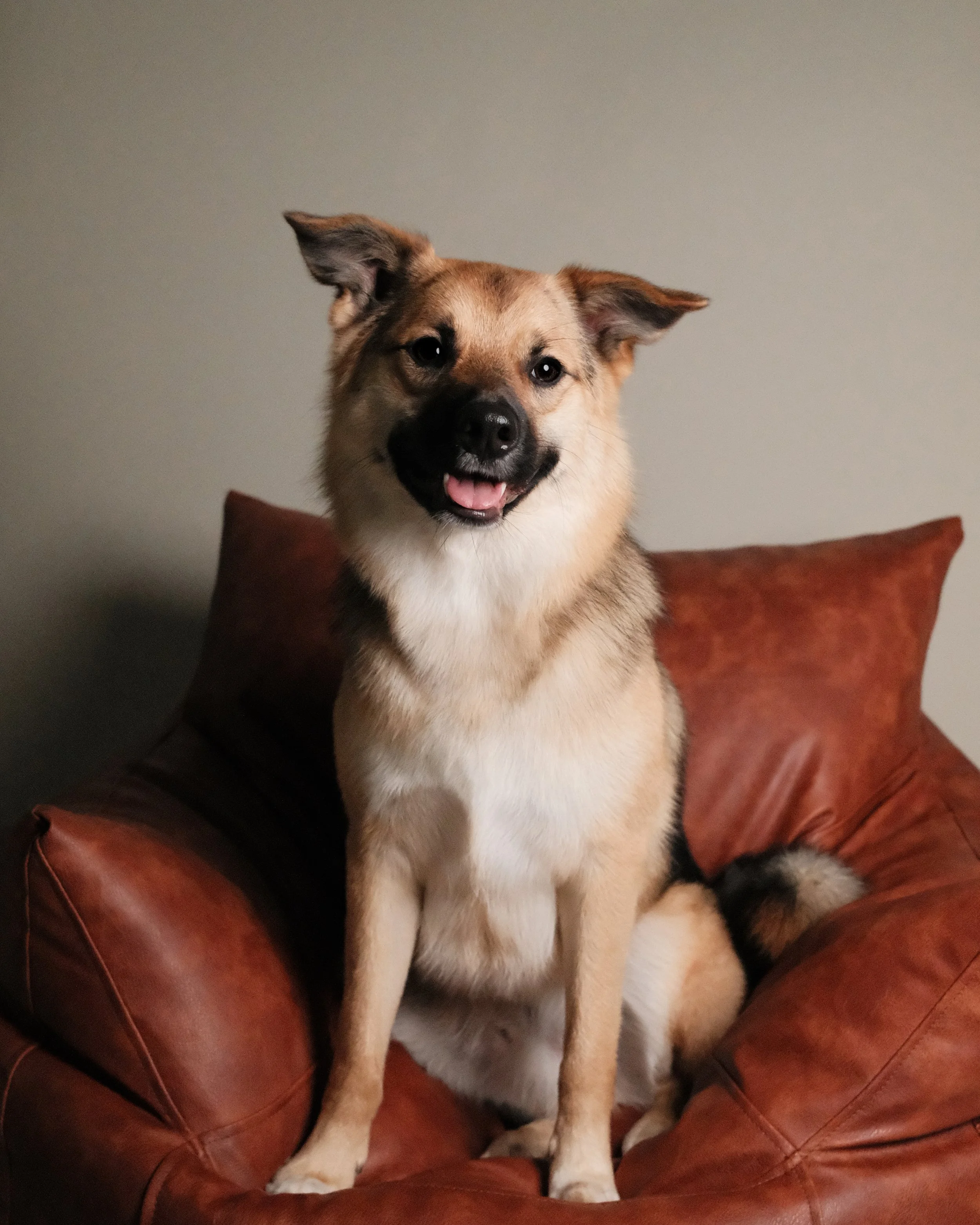 Pluto  x Nest Grooming Studio-1.jpg