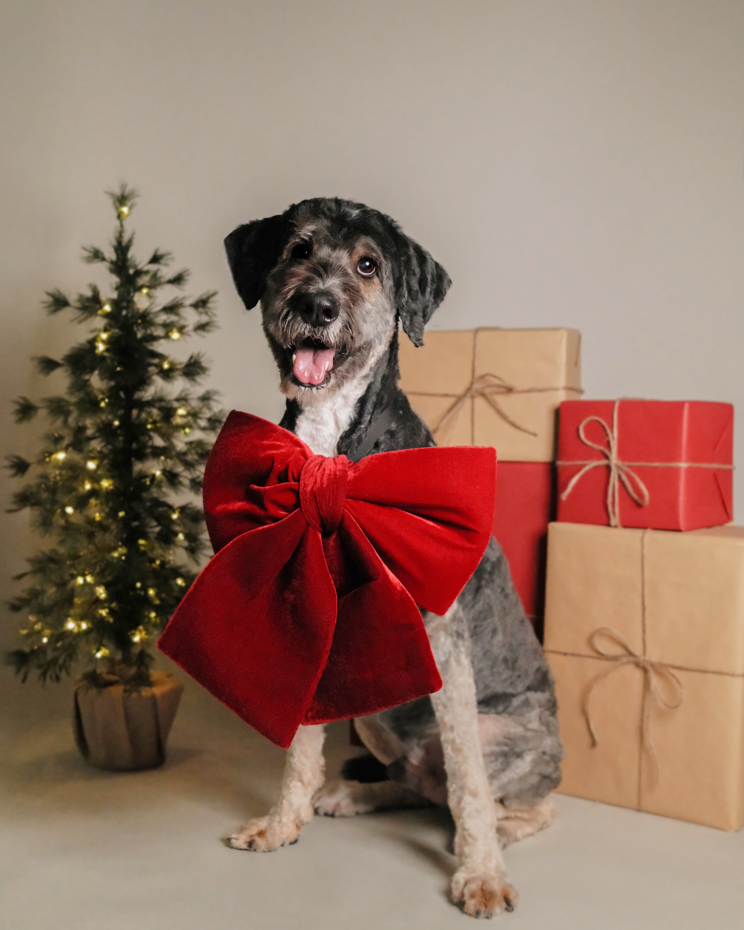 Hugo x Nest Grooming Studio x Holidays-1.jpg
