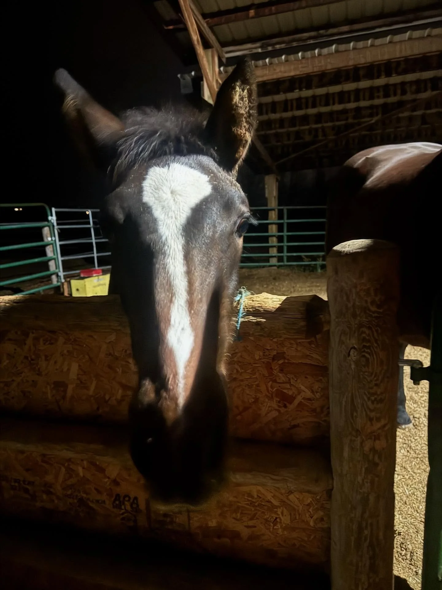 Happy 6 months to this little girl. She brings a smile to my face everyday, even during our late night chats every night. She starts her big journey towards independence tomorrow 🥹 I can&rsquo;t wait for the adventures we will have together someday!