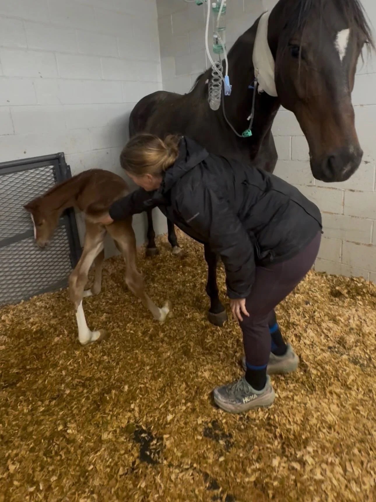 😅Deep breaths this morning as our girl continues to fight and make progress. Thank you for all the thoughts and prayers. It is difficult to talk about how close we were to losing this mare. Her uterine artery bled into her broad ligament which is ma