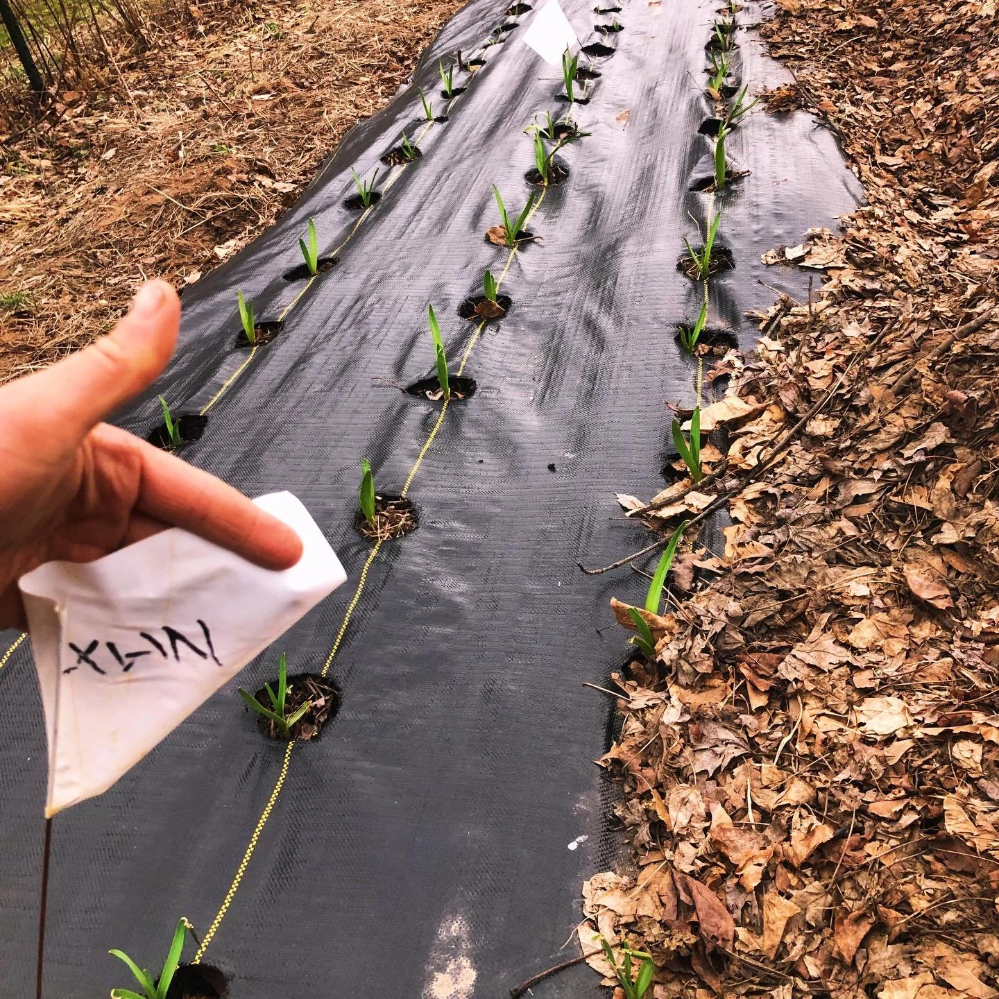 The single most exciting thing about second year land tenure for me is getting to have my own garlic crop for the first time! 

In addition to my regular seed, I bought some specialty seed at @hudsonvalleygarlicfestival and even though the grower Lor