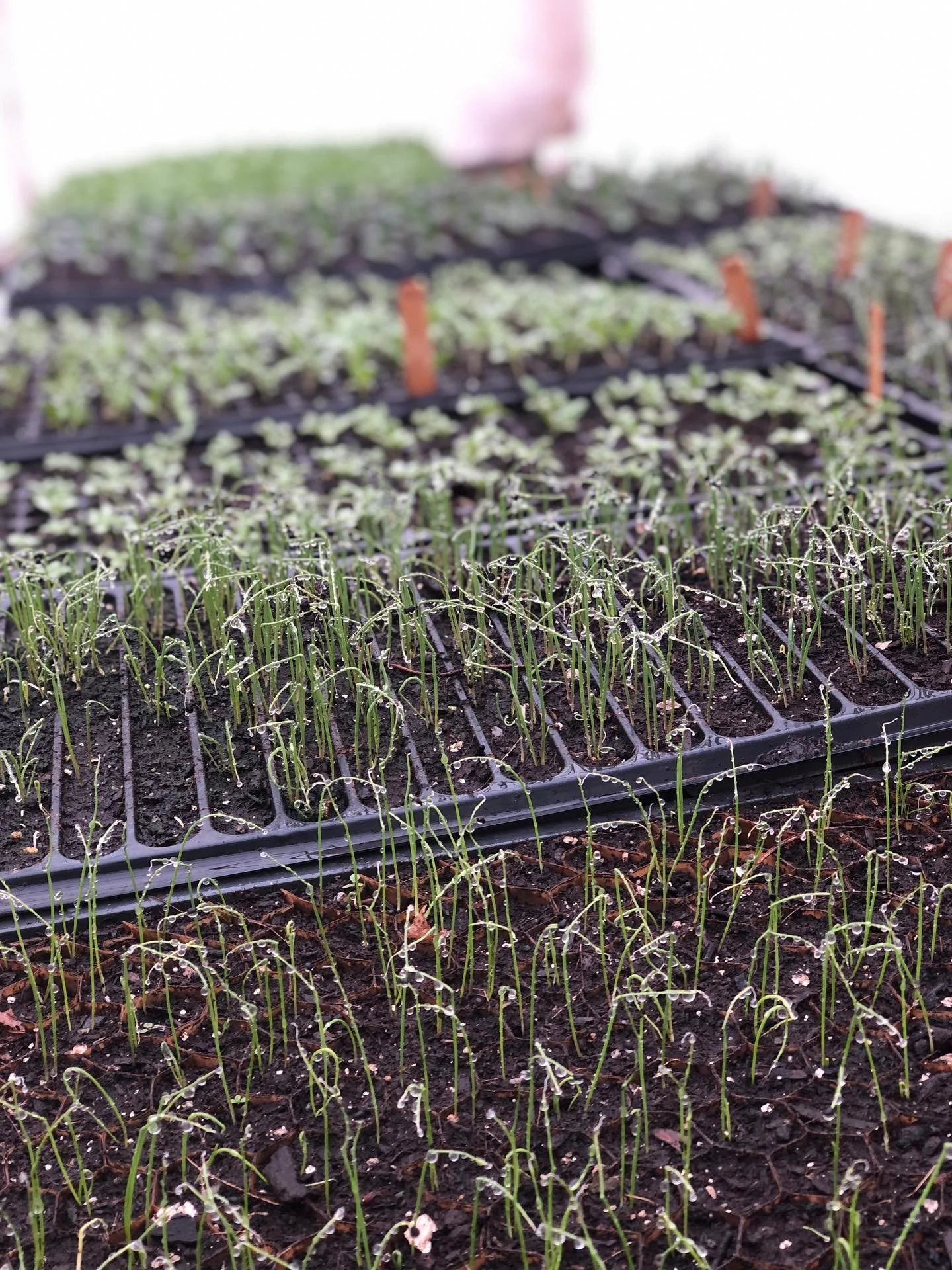 Requisite seedling glamour shot first, but swipe for what really excites me: automated greenhouse misters! Since the end of last season, I&rsquo;ve been making a lot of infrastructure improvements on the farm. I&rsquo;m trying to remind myself that t