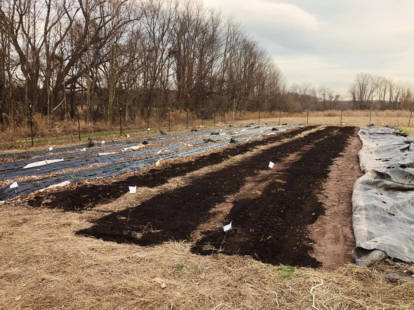 Peas and favas, the first outdoor seeds, are tucked in with compost. Bok choy got transplanted in tunnels today and spinach is popping up + popped in (my direct sow germ is always so bad, so I seeded a 128 tray to patch alll the spaces). Oh and ginge