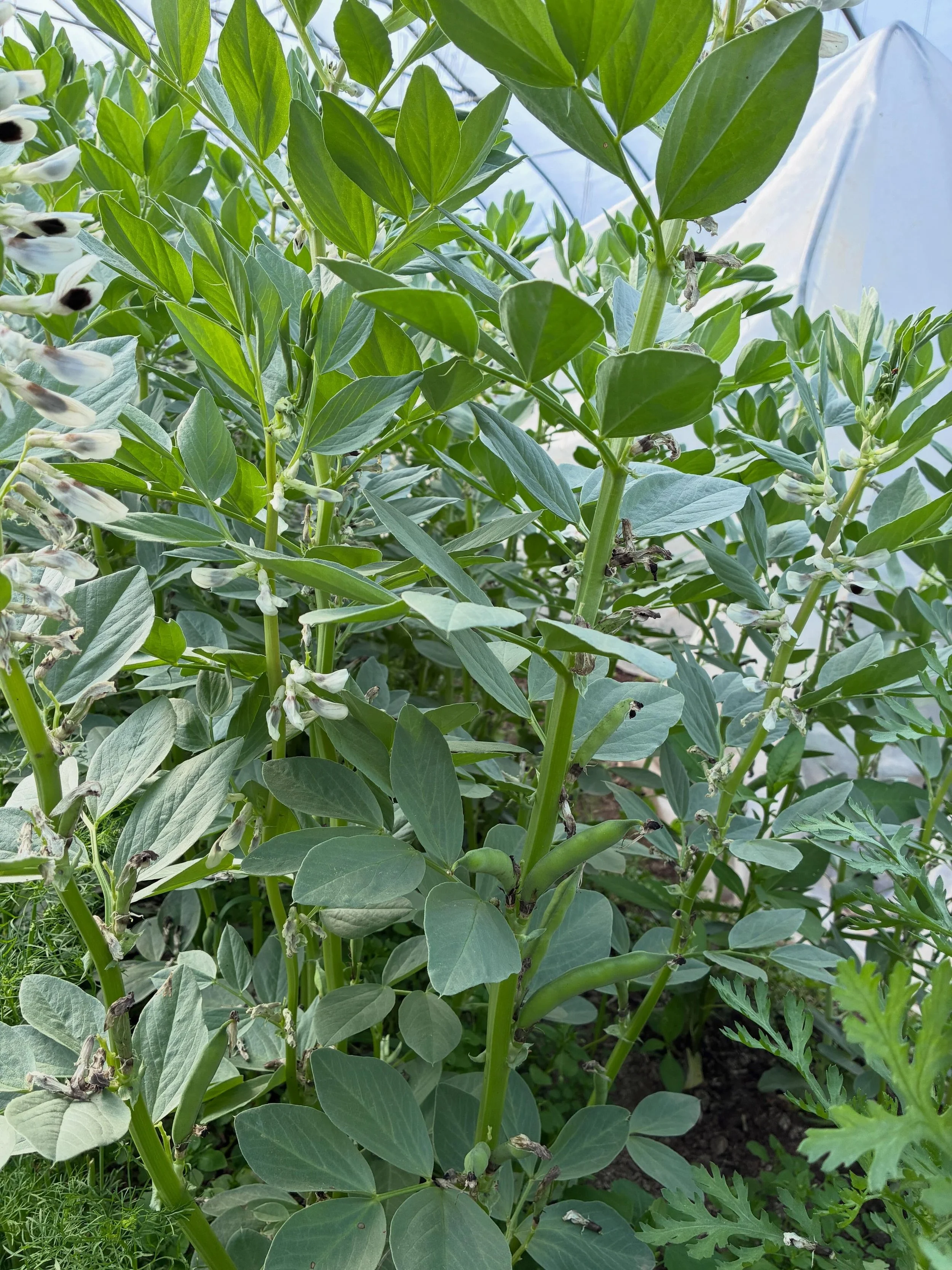No market tour today because if you were there you know we faced harrowing wind gusts, rain and cold! So in lieu of that here are some pics from around the farm:

1) Favas are starting to form!
2) green Napa looking great despite slug pressure 
3). C