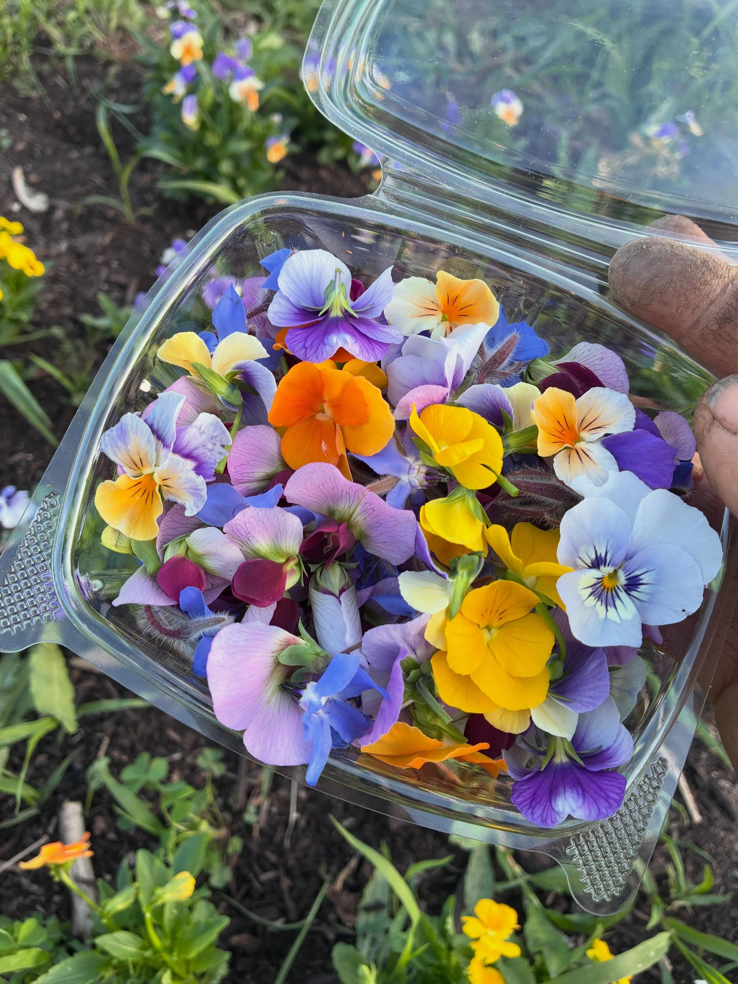 Edible flowers are really poppin&rsquo; right now! Purple pea, violas and borage are all abundant. And nasturtiums and calendula are budding up! Find them garnishing plates this week at @commontableny @restaurantkinsley @kaatsbaan via @lexawalshstudi