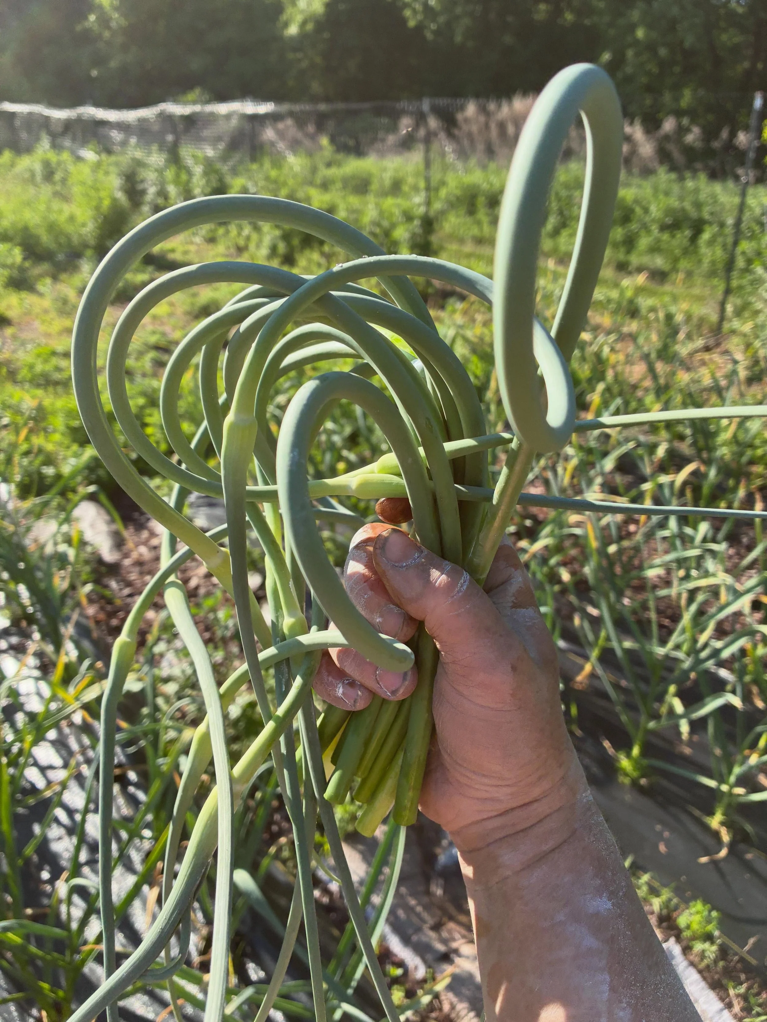 Garlic scapes at @kingstonfarmersmarket tomorrow! Want to know what else? Sign up for my newsletter- I send a market preview on Fridays and occasional other musings. Hoping to do a profile of my 4(!!) food access partners soon. DM or link in bio to s