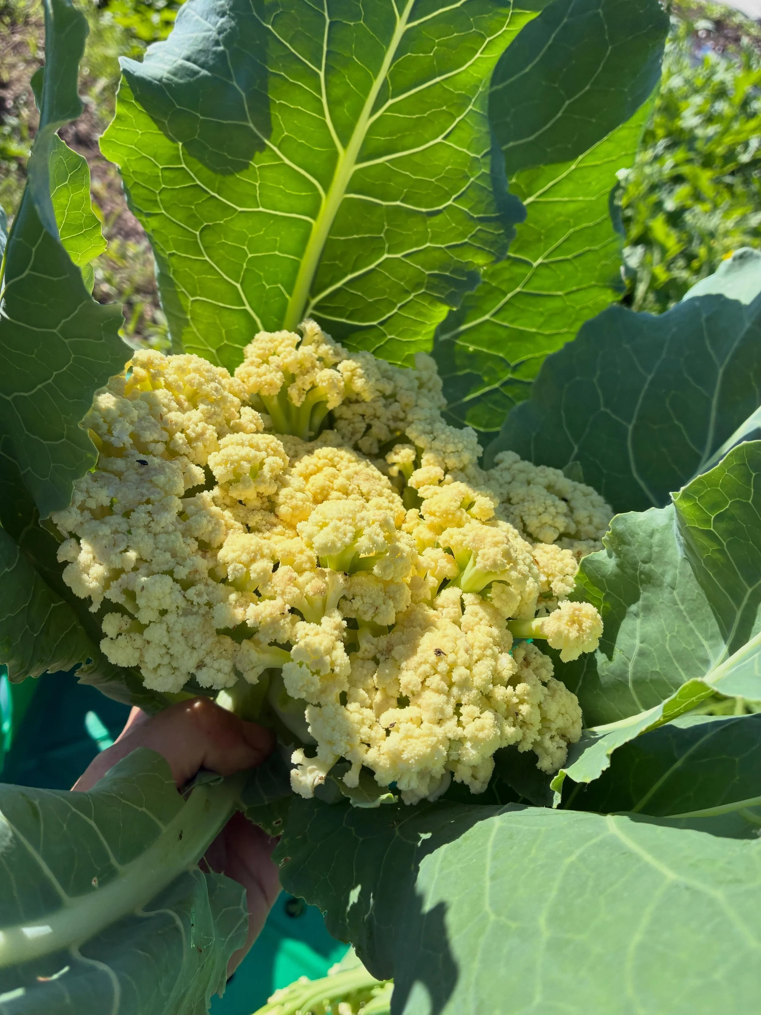 Obsessed with this Chinese cauliflower 菜花. Swipe for info from @thewoksoflife for why it&rsquo;s special. And yes mine IS organic. At @kingstonfarmersmarket on Saturday