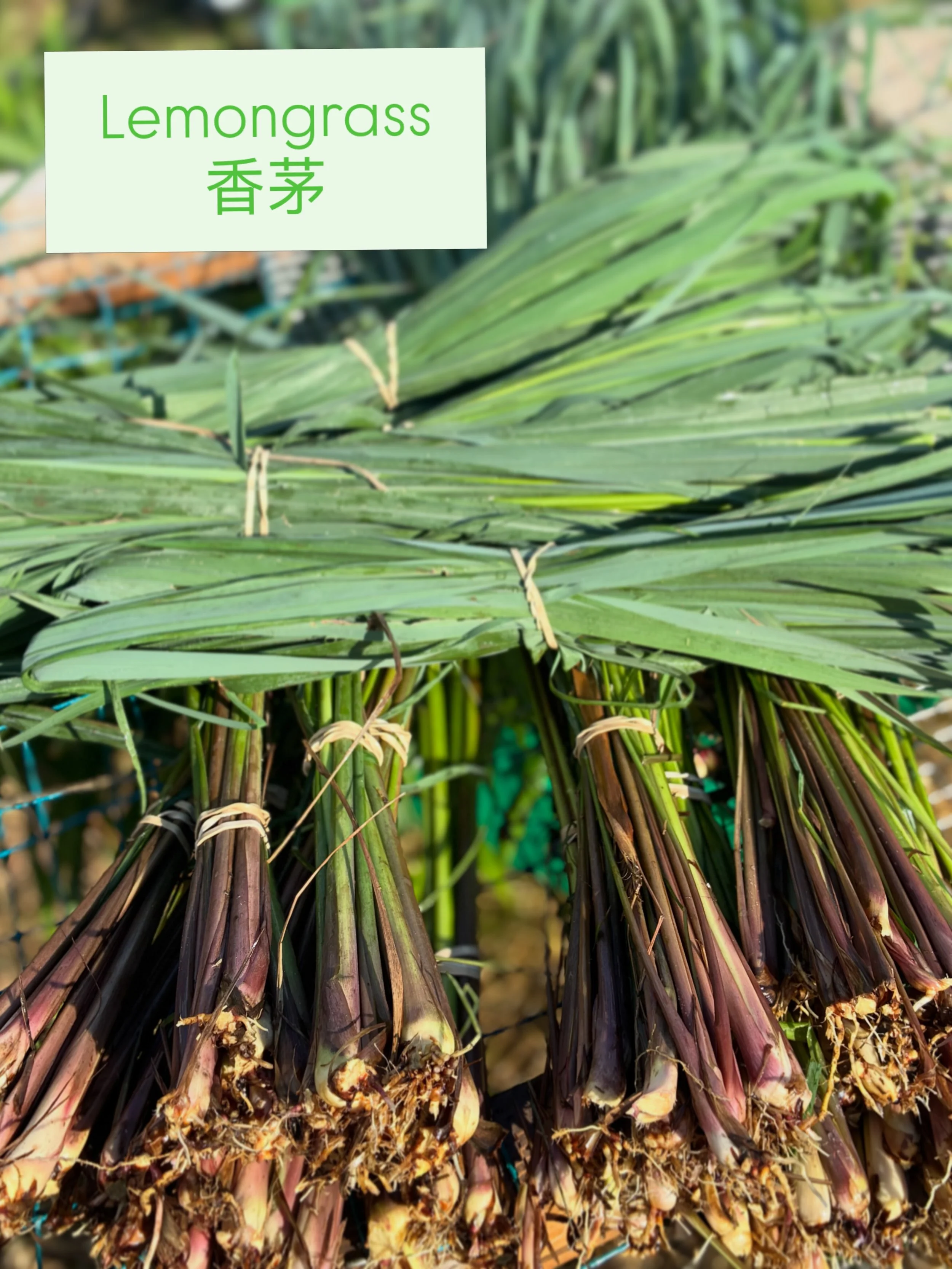 Fresh lemongrass! I&rsquo;ve learned that customers like it 3 ways- bundled leaves fur the tea and medicine makers, thick stalks for the Asian cooks, and a mix of both for everyone in between! This is the last week for fresh ginger so stalk up fir yo