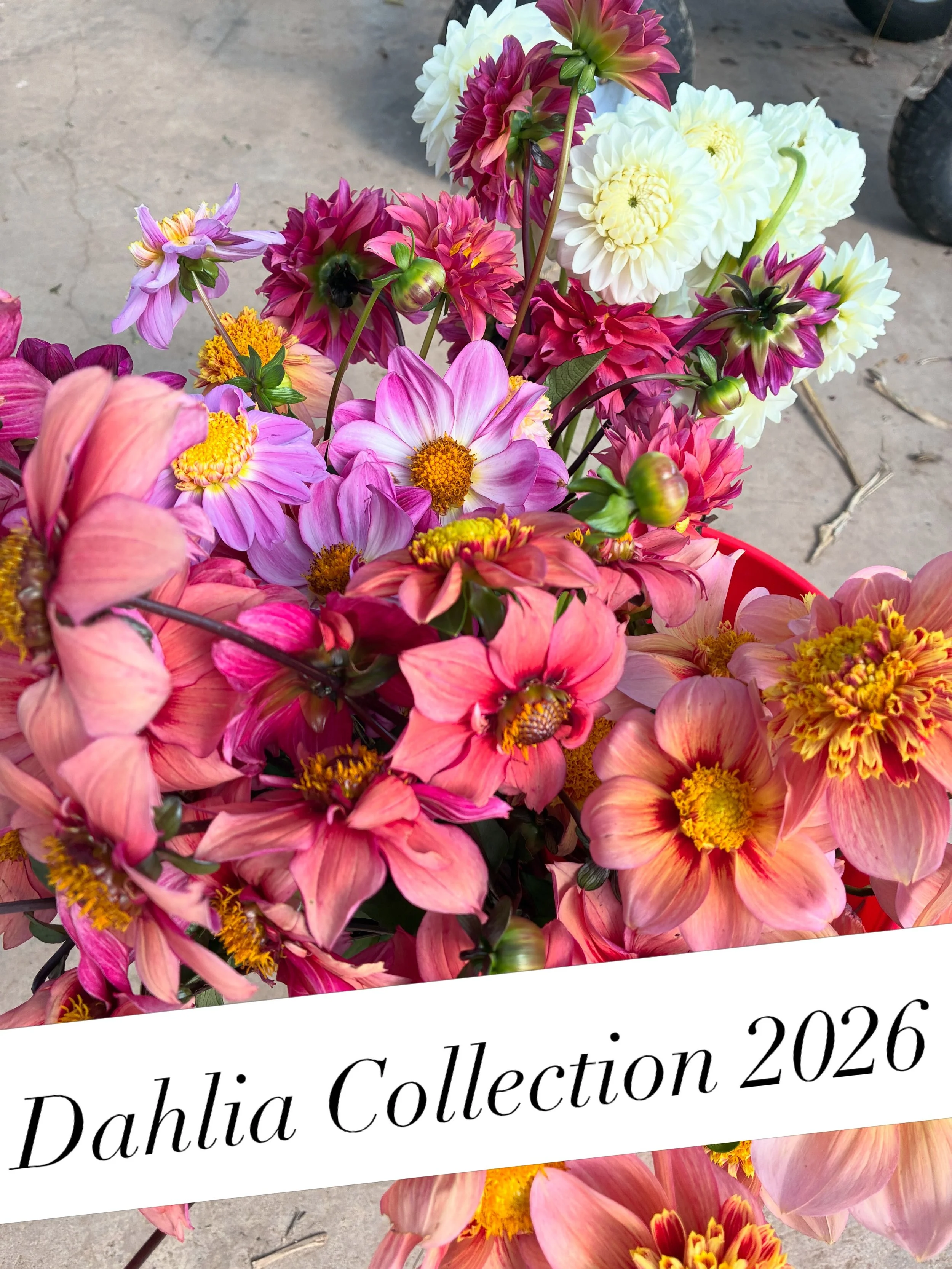 My dahlias are really stunning right now. It&rsquo;s my first year with a good crop. I&rsquo;ve built my collection from hand me down tubers thanks to @clovevalleycommunityfarm and @reetybeety seed dahlias. Feeling good about this collection! And hop