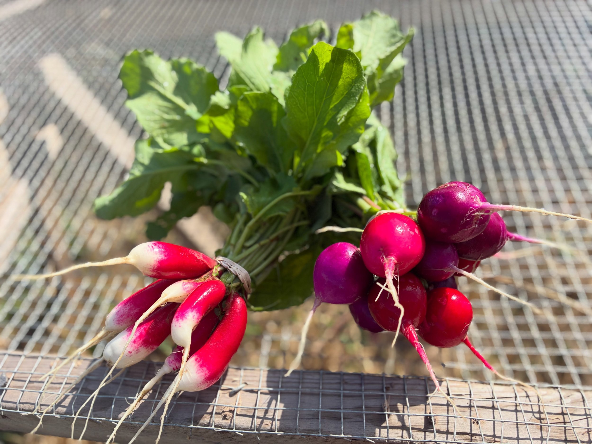 October things! A bit for now a bit for later. 
1. Radishes will be back @kingstonfarmersmarket 
2. Oats and peas cover crop- my first time sowing before spring 
3. Calendula drying to add a pop of color to Shiso and tulsi winter tea blends. These pl