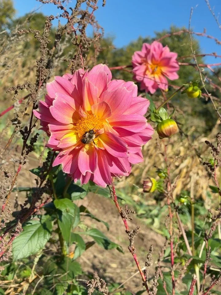 Me and the bees out here getting all we can til frost! It&rsquo;s coming for us in Saturday . Flowers headed to @commontableny @heartyrootsmarket and @kingstonfarmersmarket this Friday and Saturday