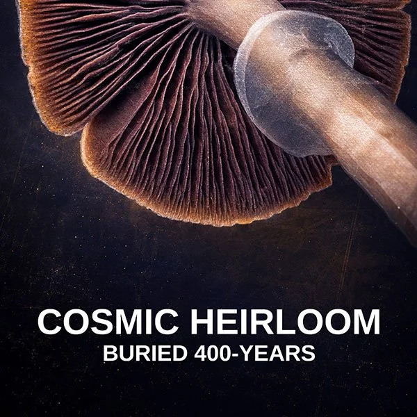 Poster for a theatrical production titled 'COSMIC HEIRLOOM: Buried 400 Years,' presenting Ghost of Brian Craig. The poster features a large stone head sculpture amidst vivid pink mushrooms, with a background of coin lockers and a skylight ceiling.