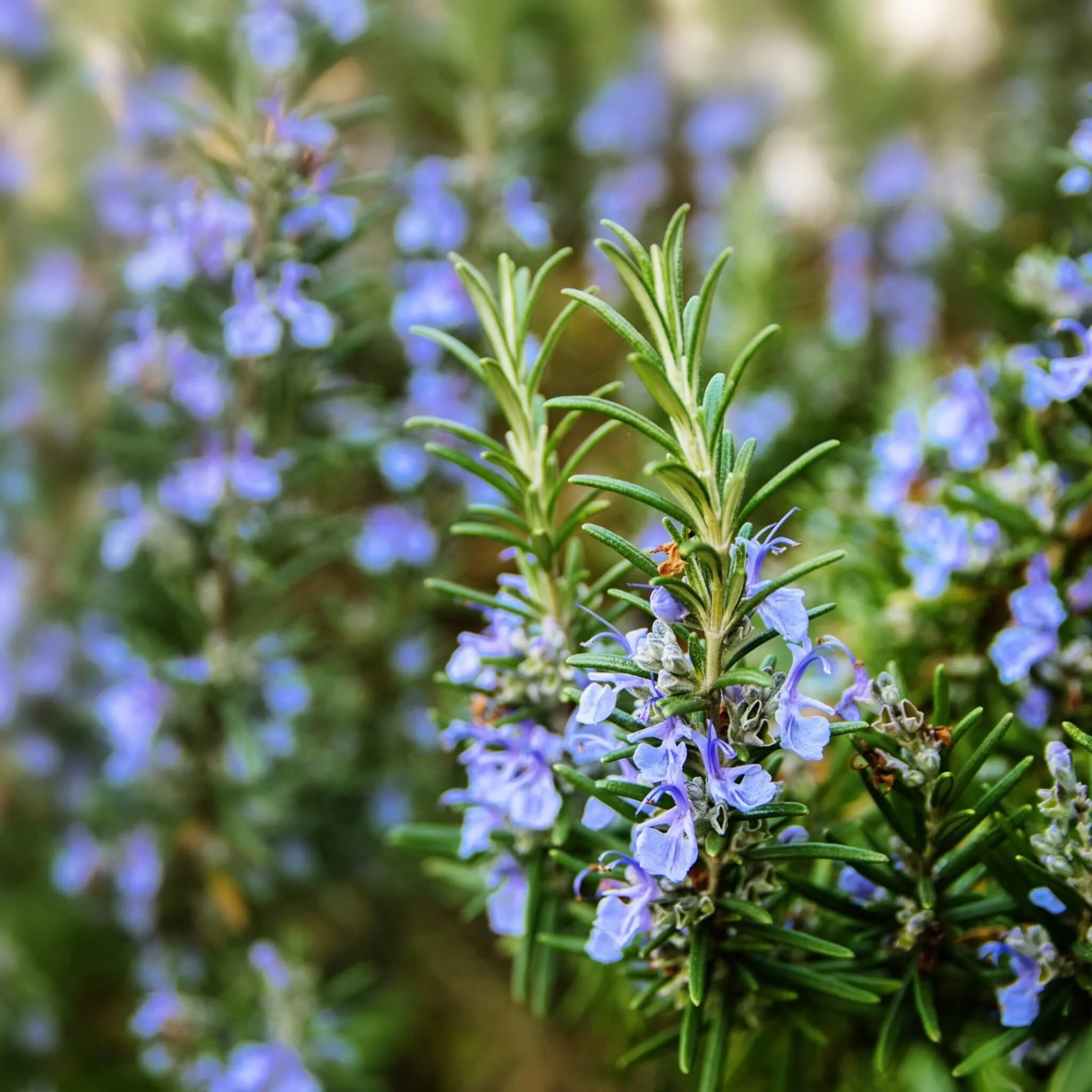 Rosmarinus-officinalis-Prostrata-Creeping-Rosemary-scaled.jpg