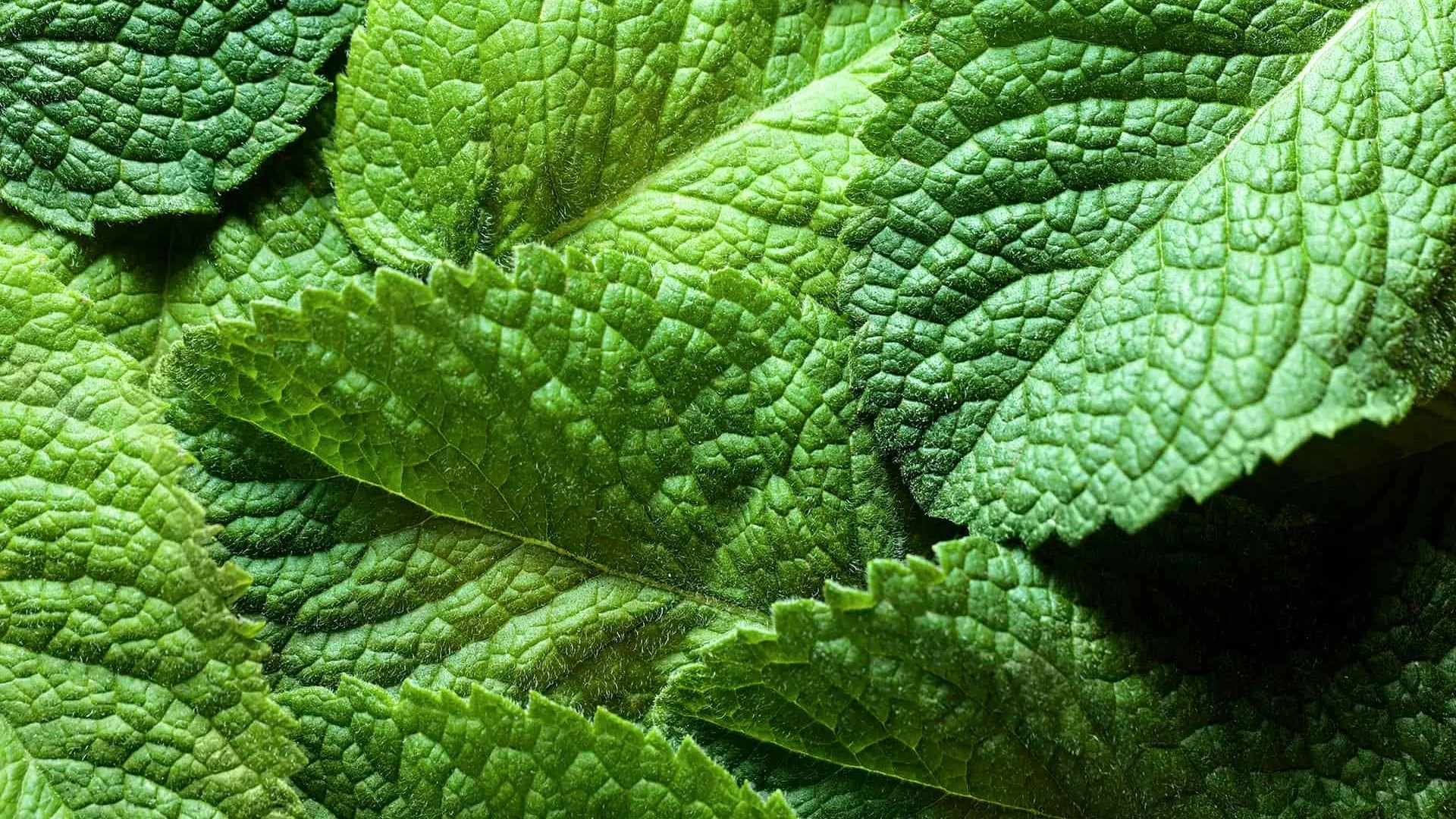 spearmint.jpg