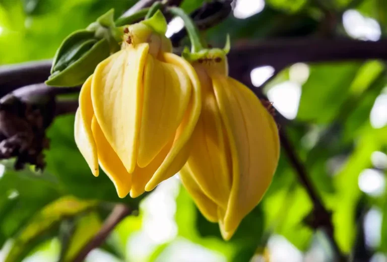fleurs-jaunes-ylang-ylang-768x520.webp