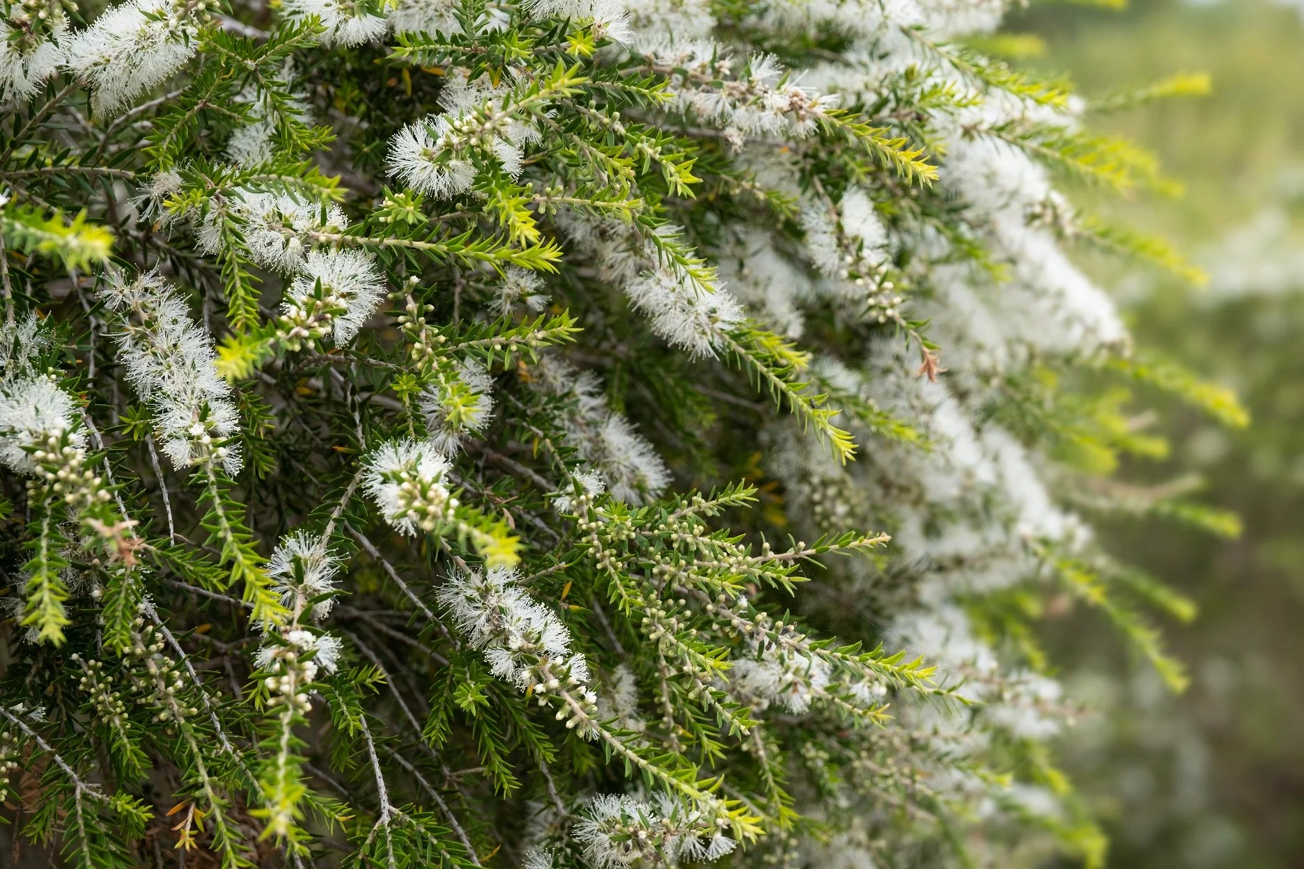 Tea-tree-Melaleuca-alternifolia.jpg
