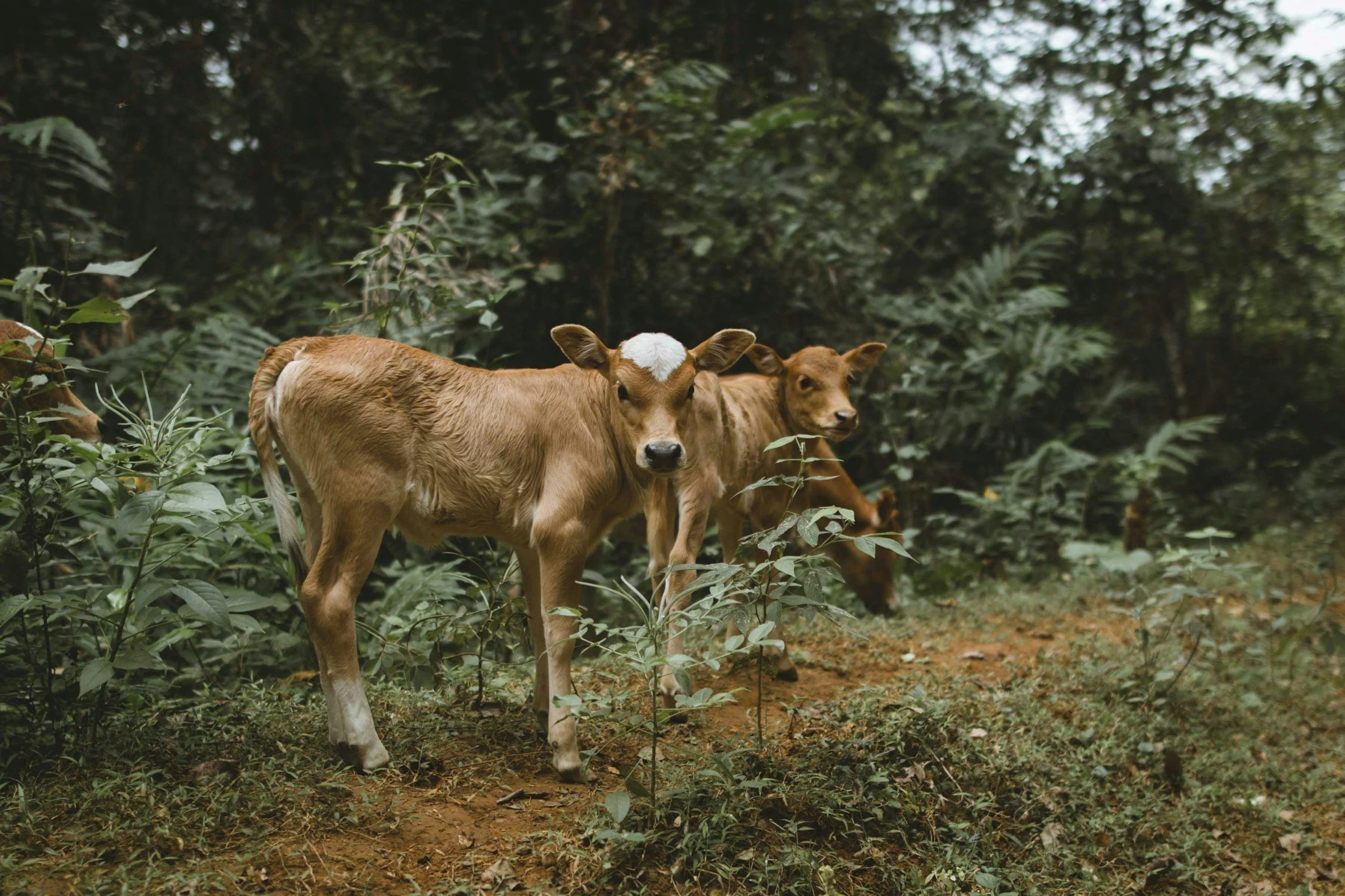 Two young calves standing on a dirt path in a dense green forest.