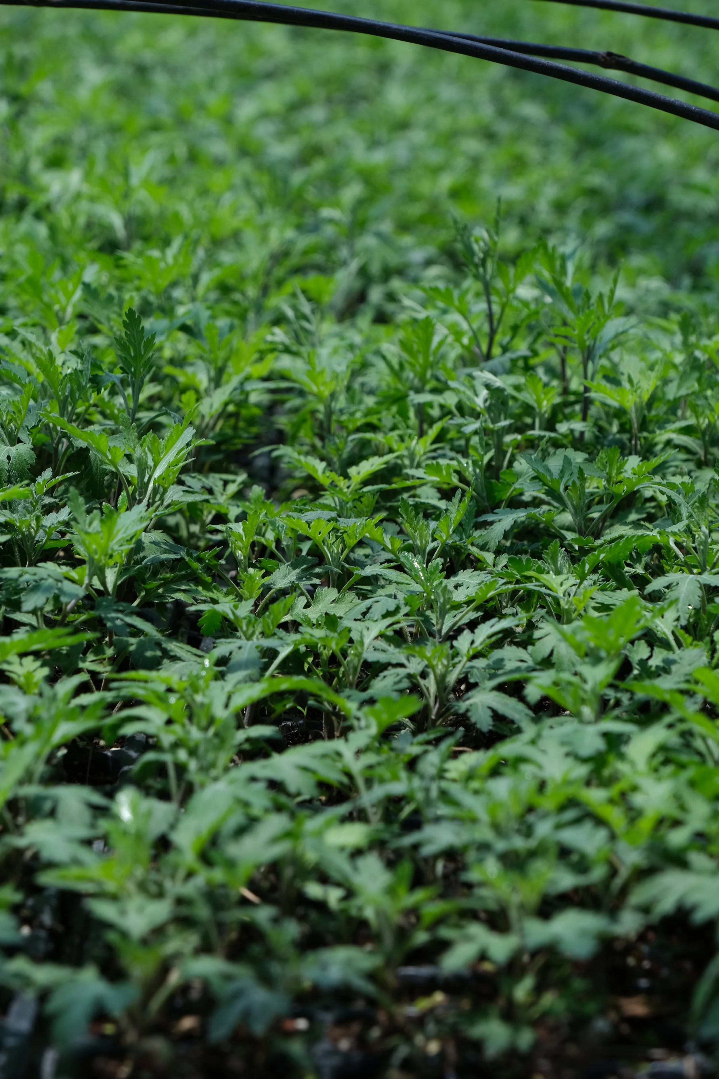 Why Sook Could Be the Post-Matcha Trend