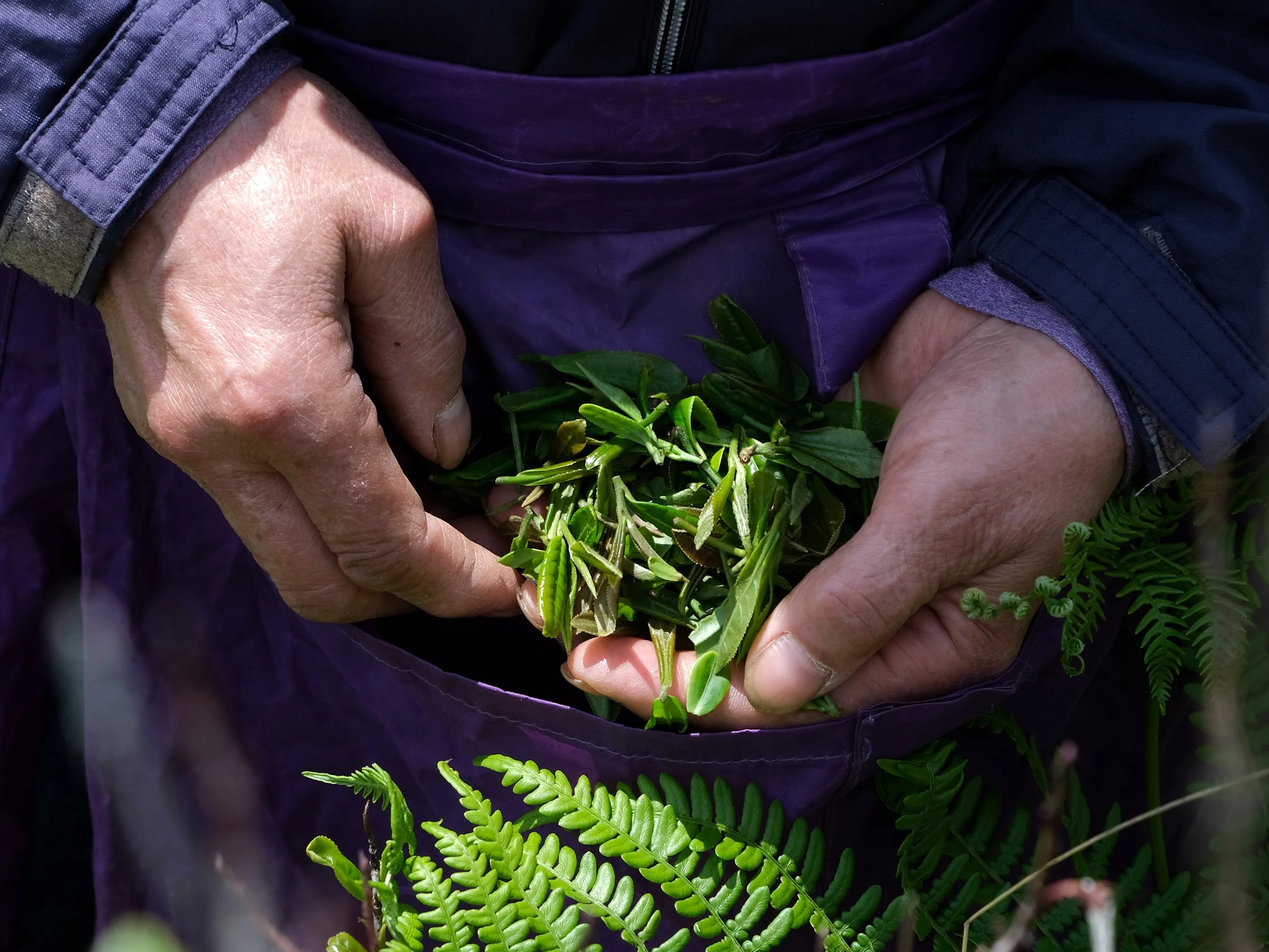 Hands holding freshly picked tea leaves for Jasuncha (Korean green tea).