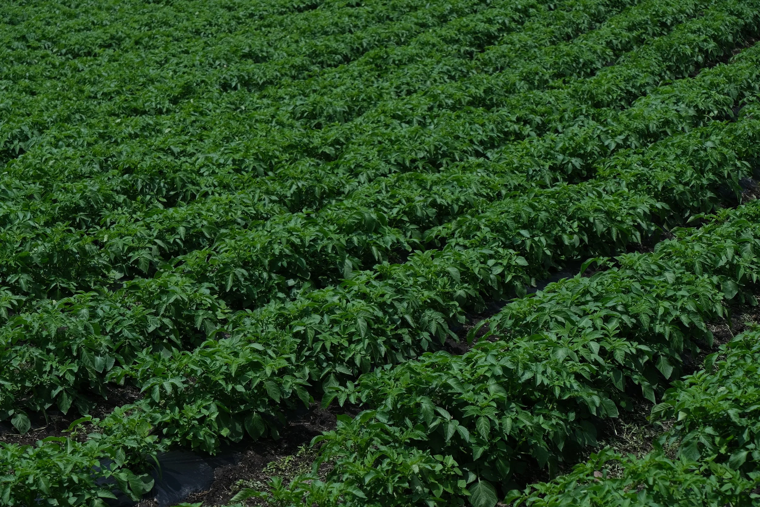 Panoramic view of Seokro Dawon tea garden with layered green mountains.