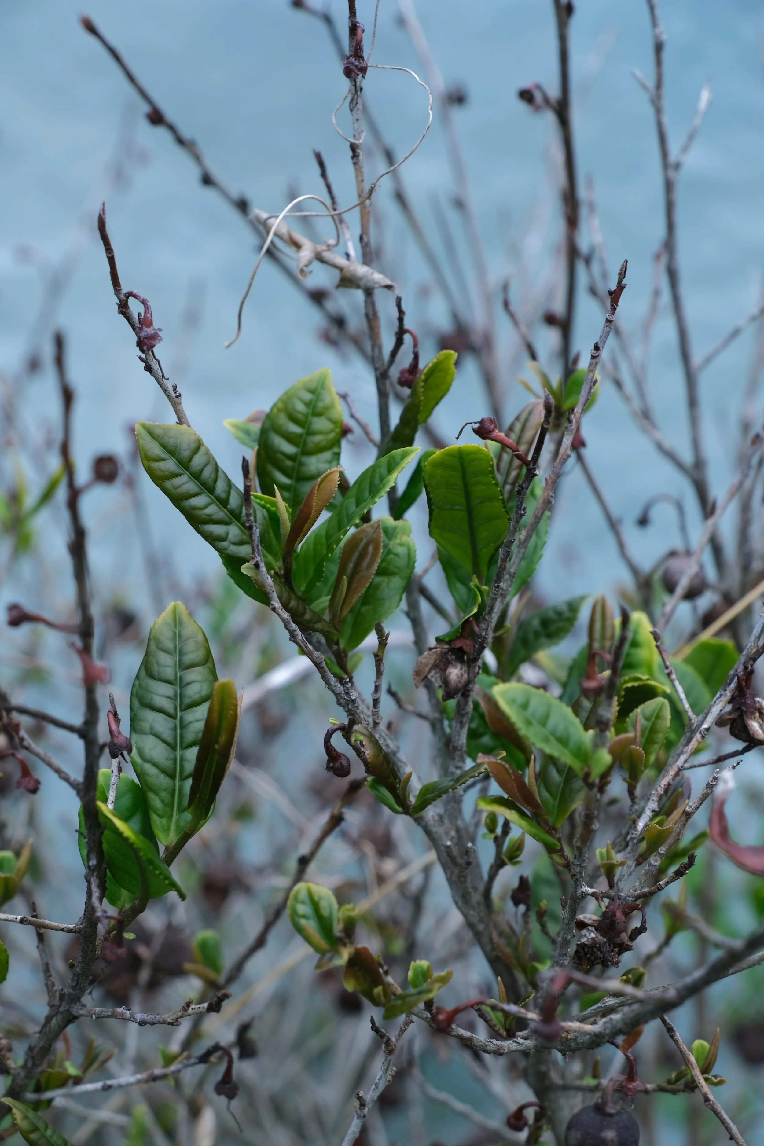 Young Jasuncha tea leaves sprouting on a tea bush.