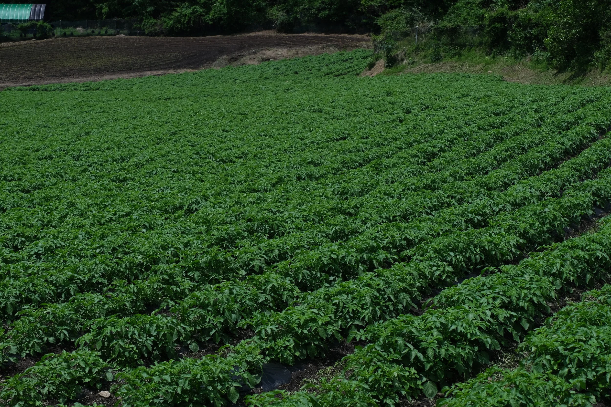 Panoramic view of Seokro Dawon tea garden with layered green mountains.