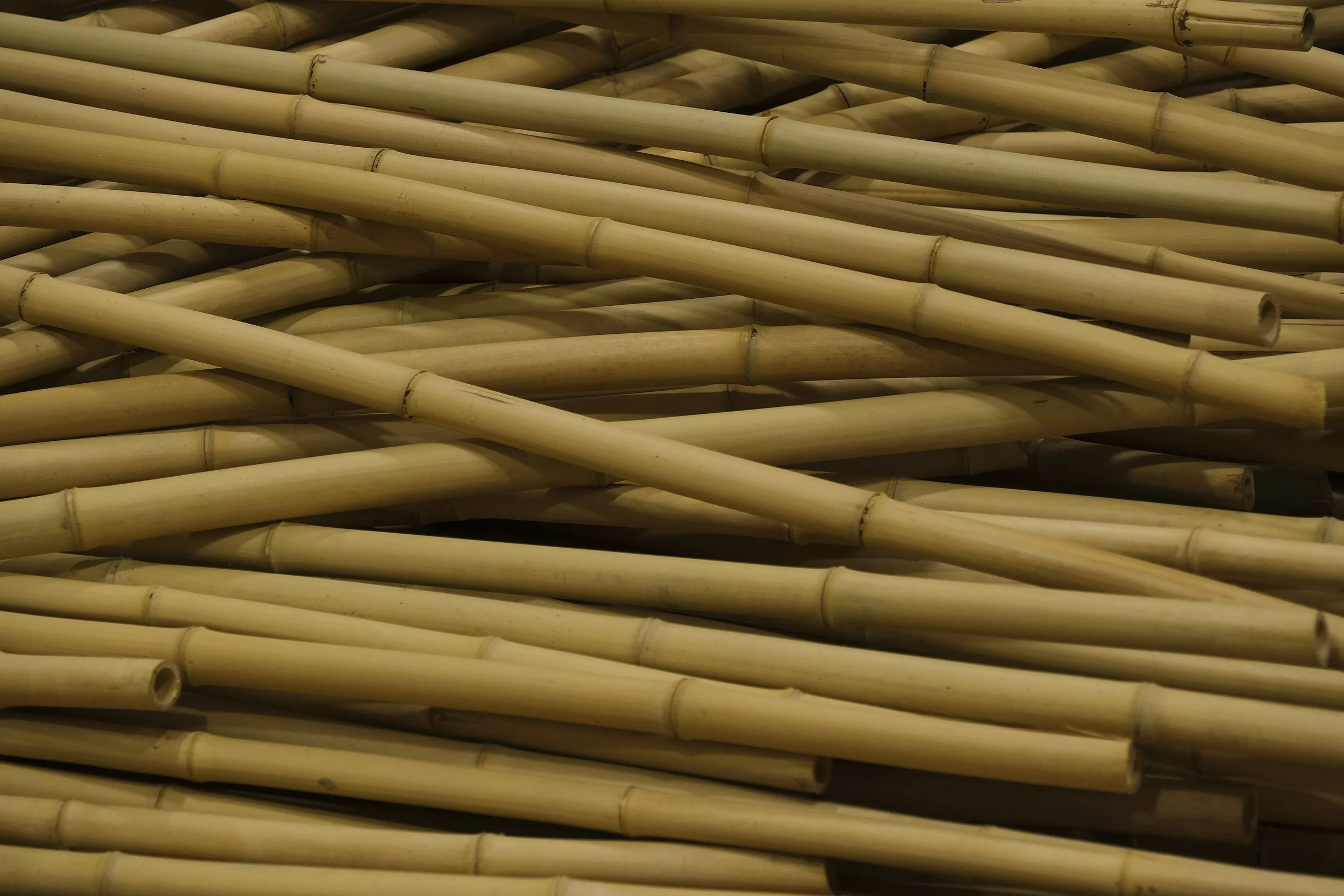 A pile of light-colored bamboo sticks arranged randomly.