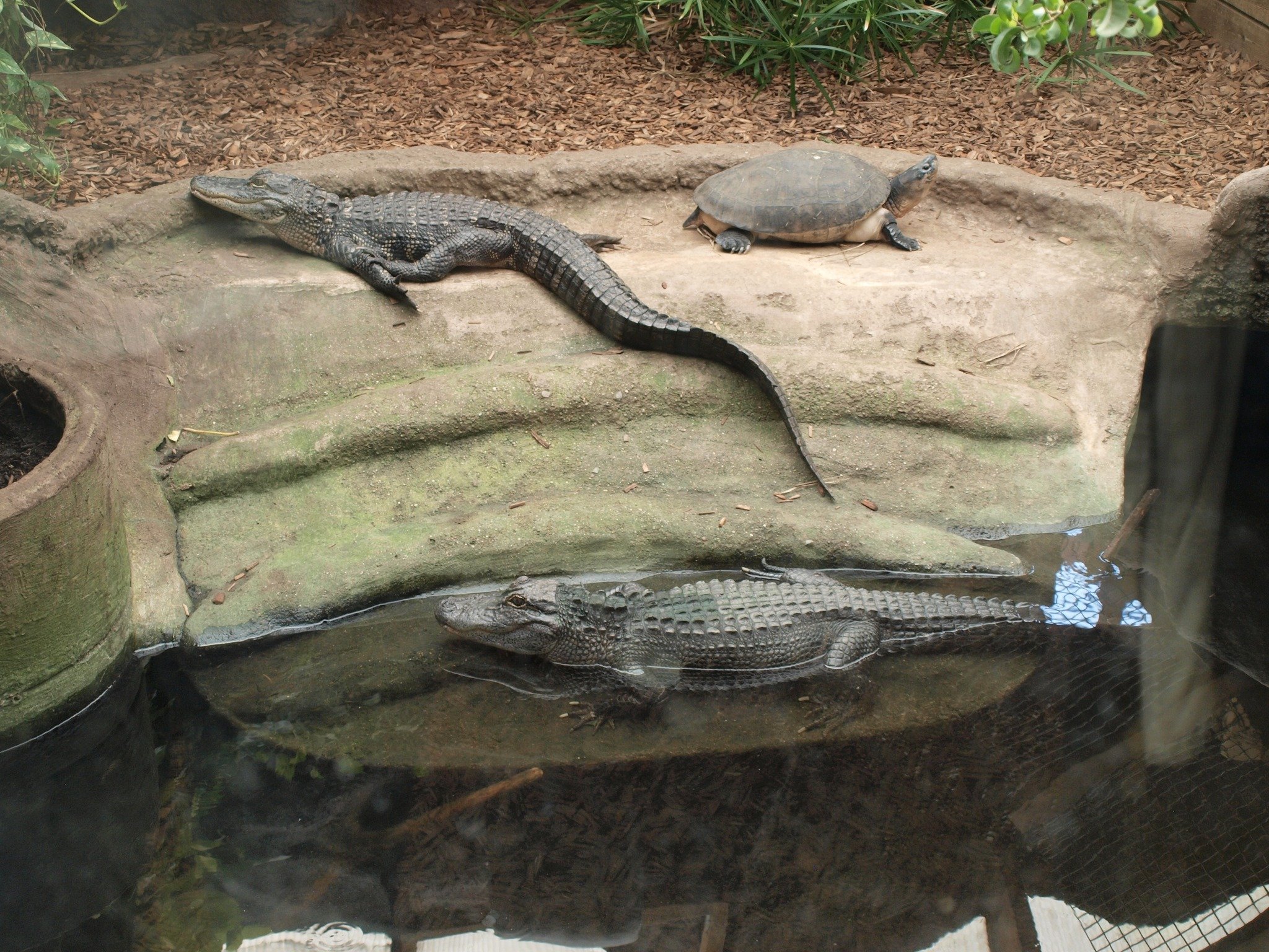 Tur i Krokodille Zoo