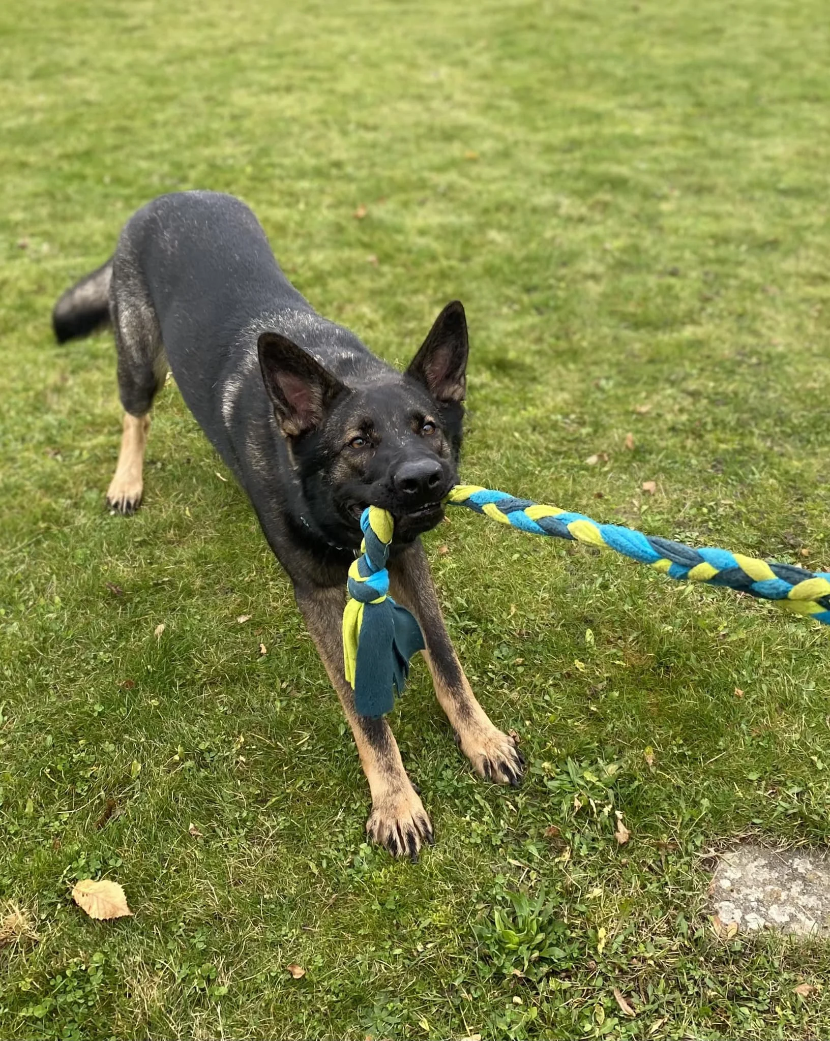 Foredrag - Stimuluskontrol &amp; Signaler