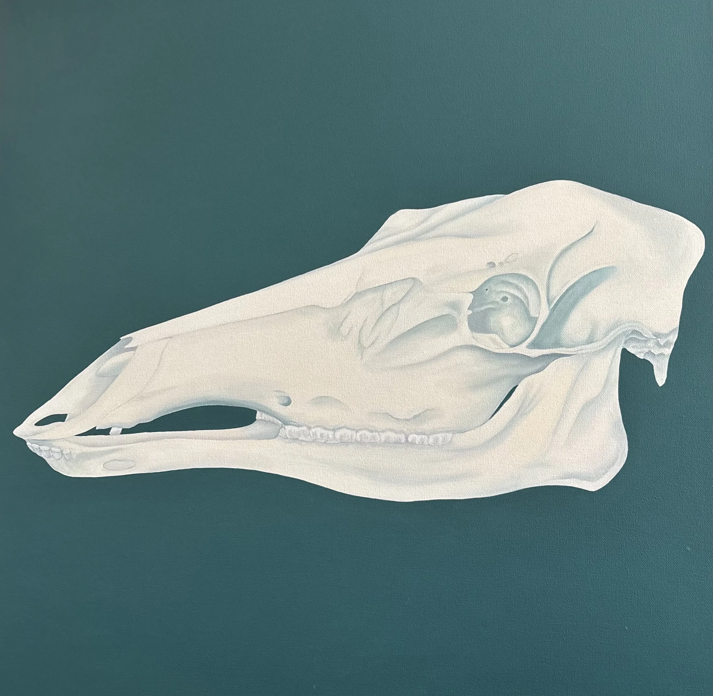NRW-Moose Skull.jpg