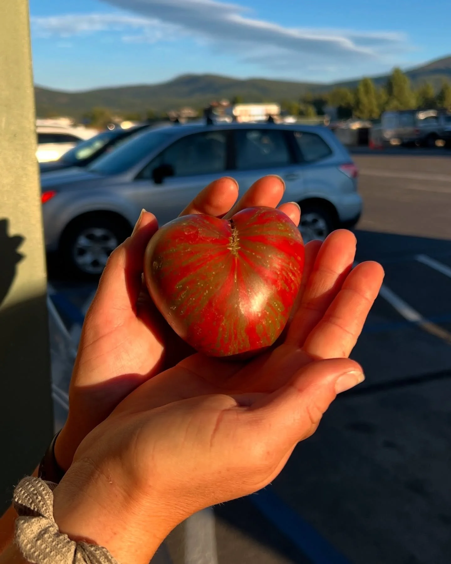 The market is open! Our farmers are offering everything from sweet cherry tomatoes to juicy peaches, crunchy pears, and stunning bouquets! Place an order before 5 pm Tuesday for Truckee pickup Thursday through Saturday and pick up in Sierraville, Ren